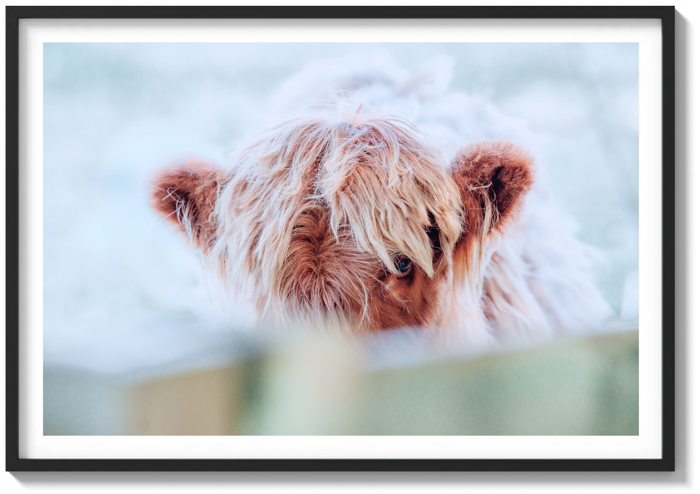 Eye of the Highland Cow