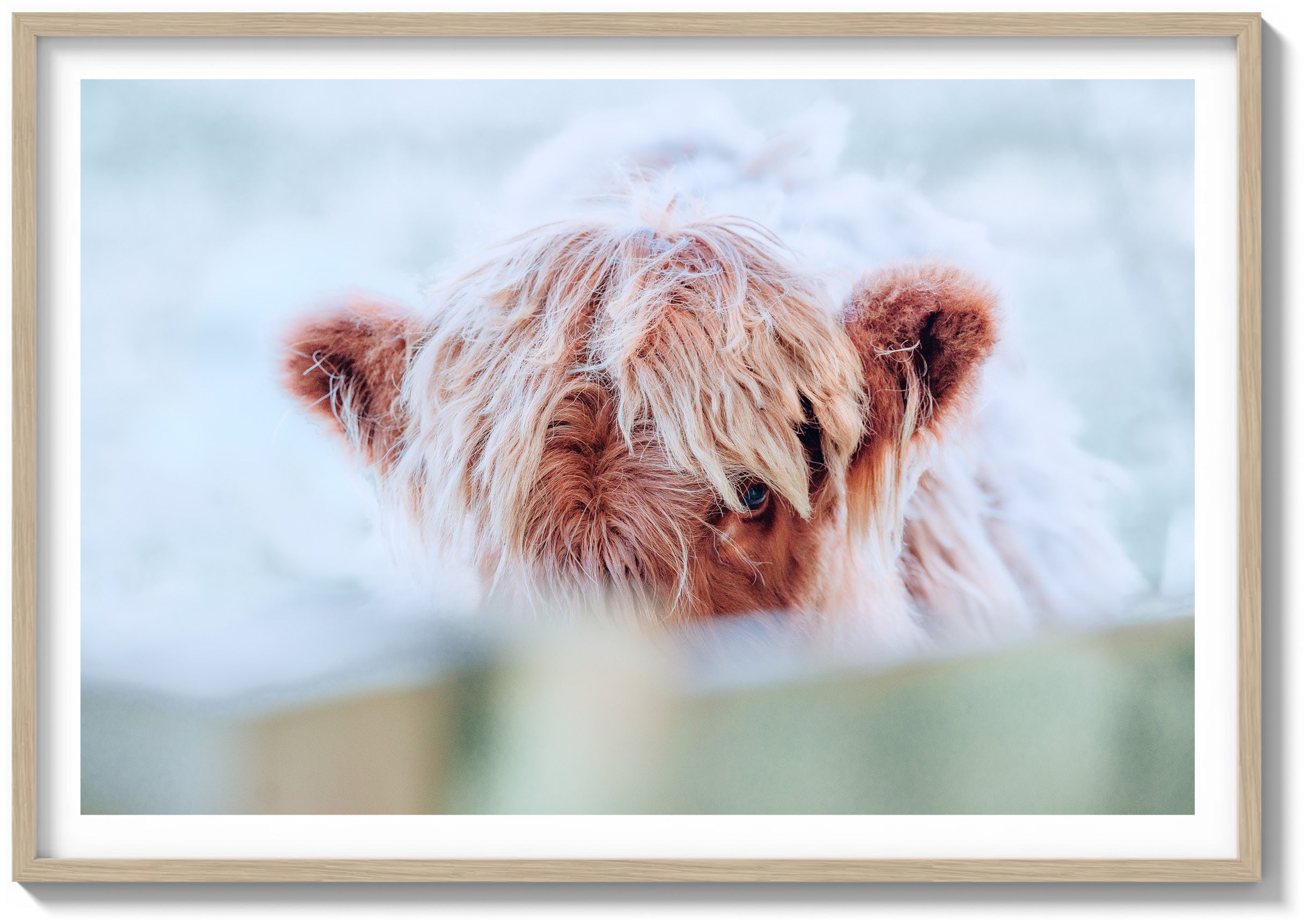 Eye of the Highland Cow