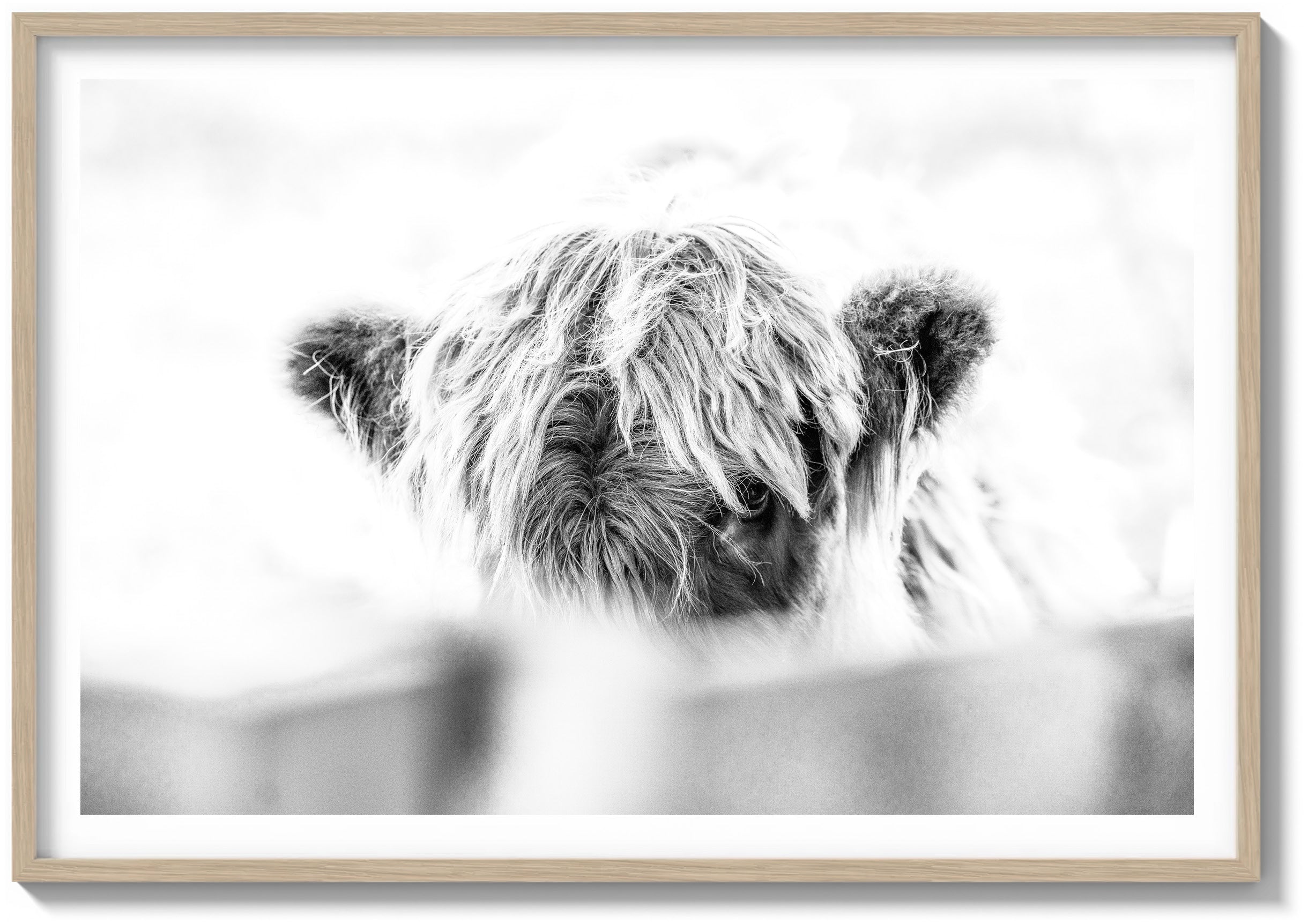 Eye of the Highland Cow