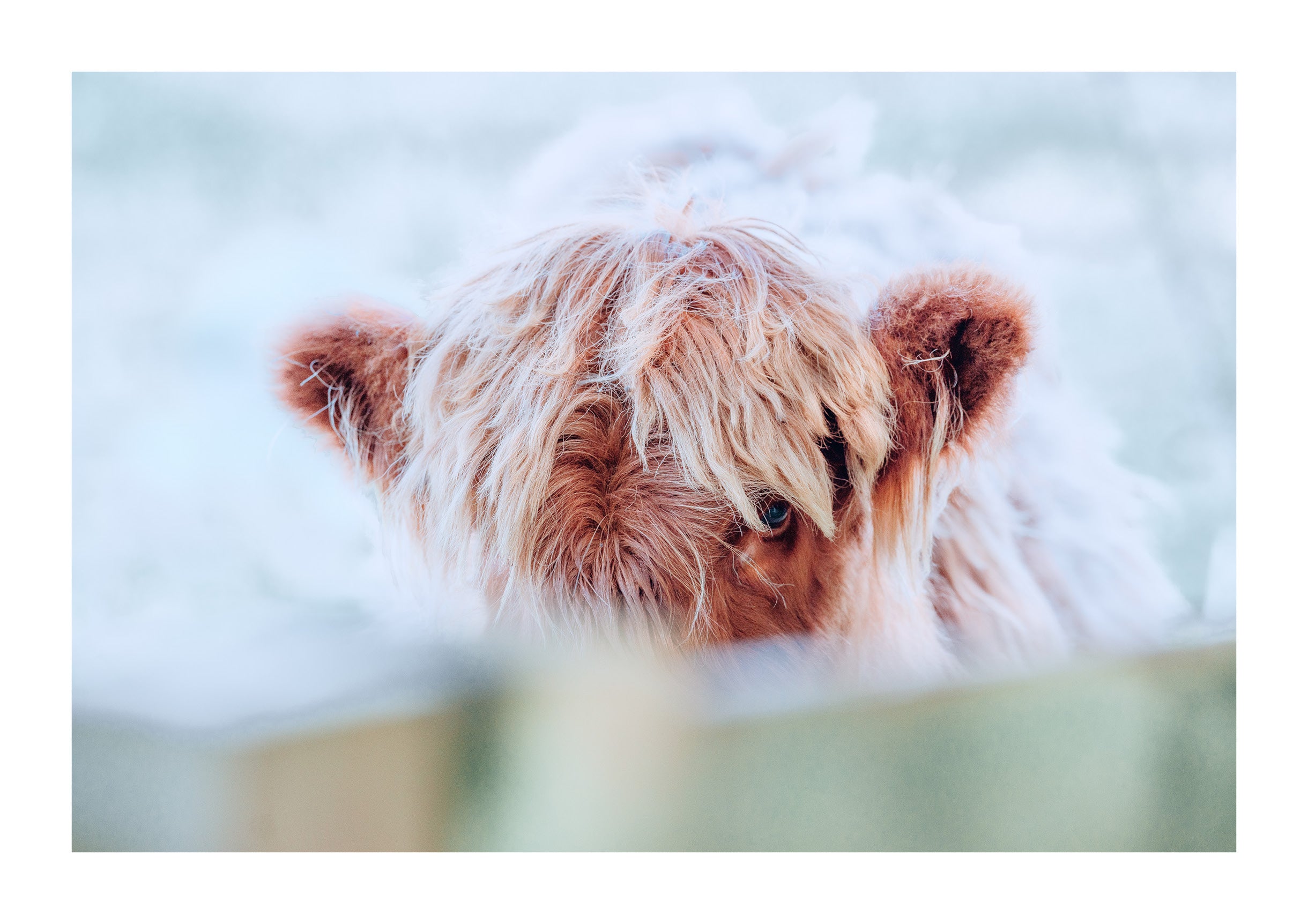 Eye of the Highland Cow