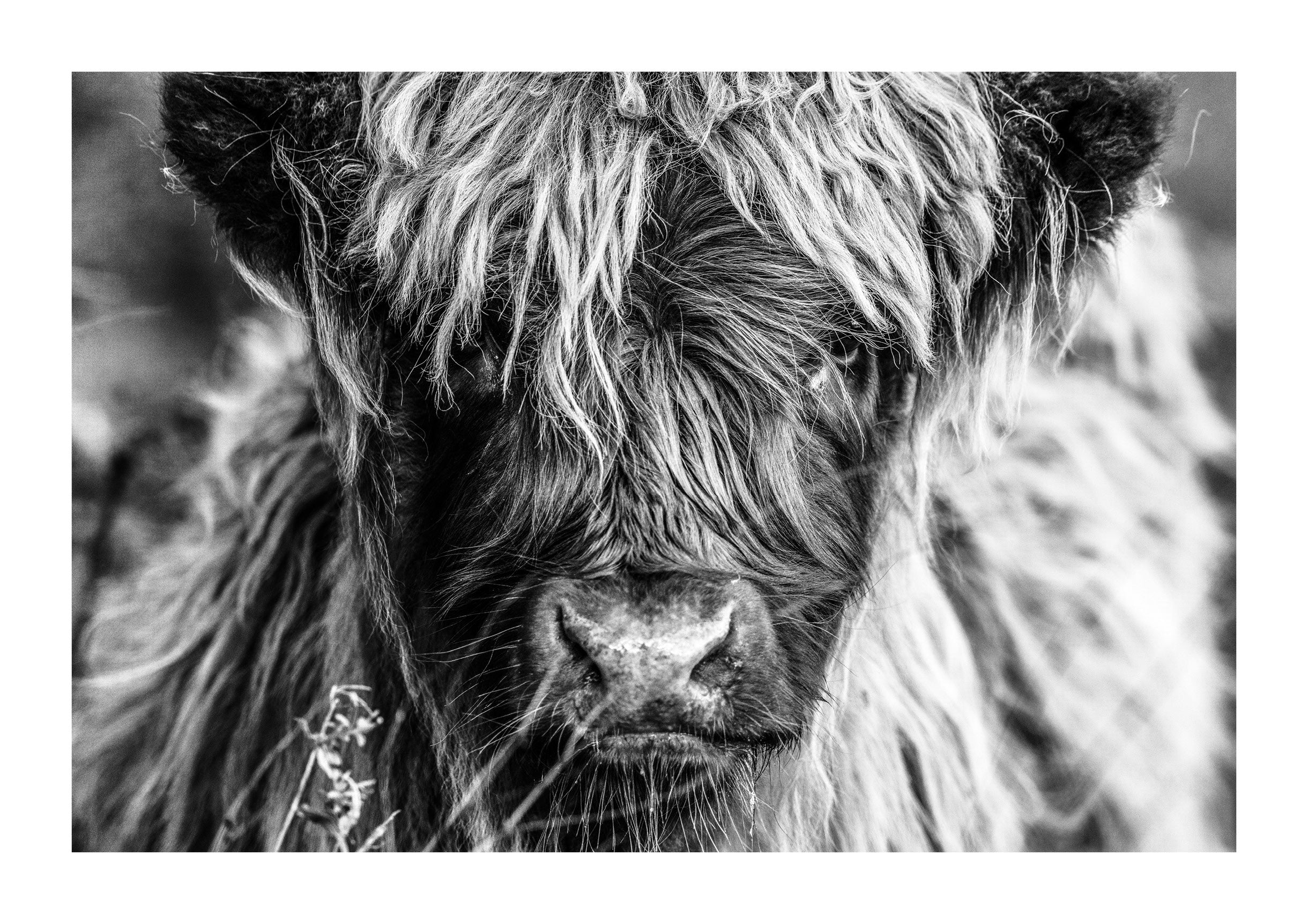 Icon of the Highlands