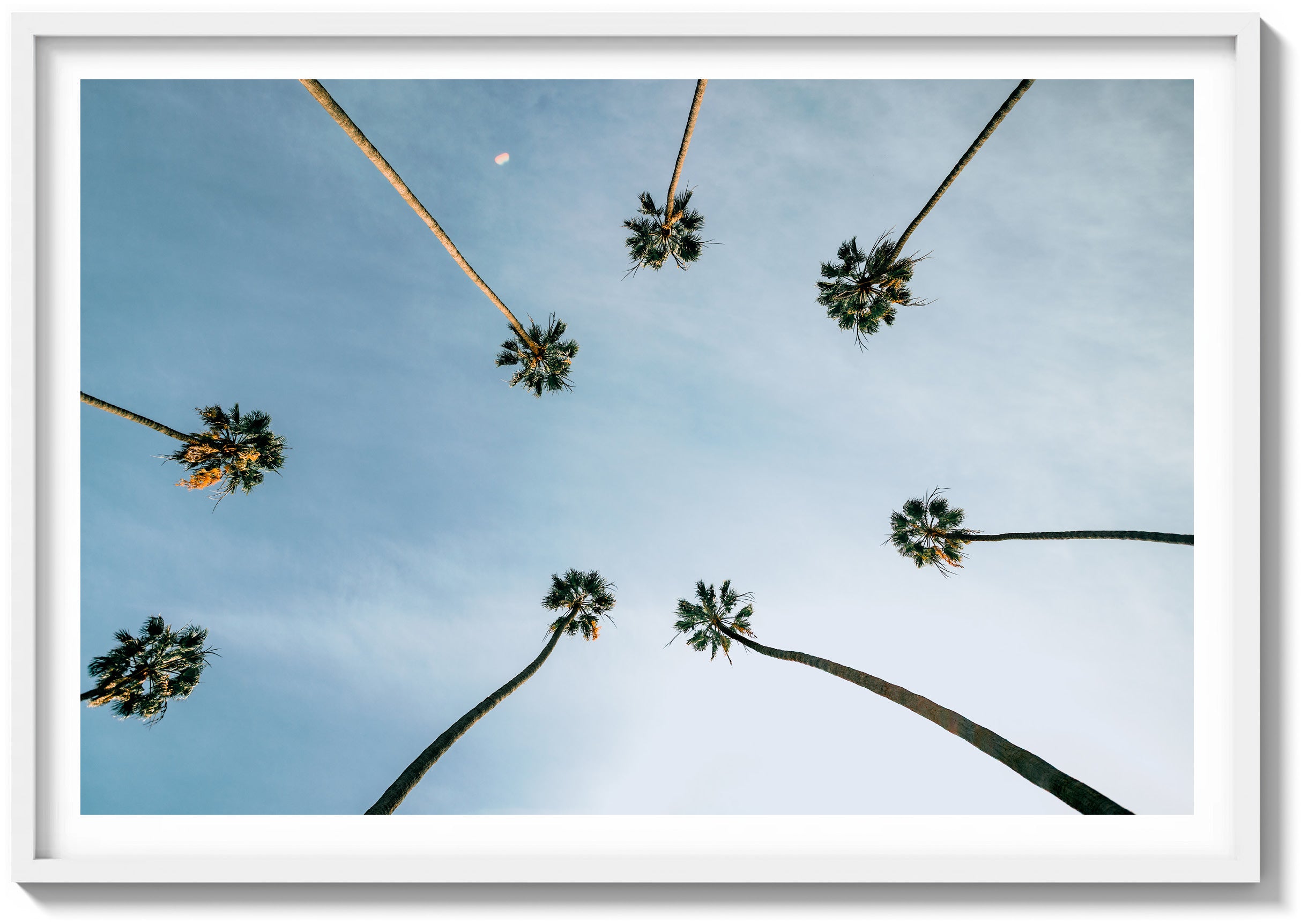 Palm Skyview