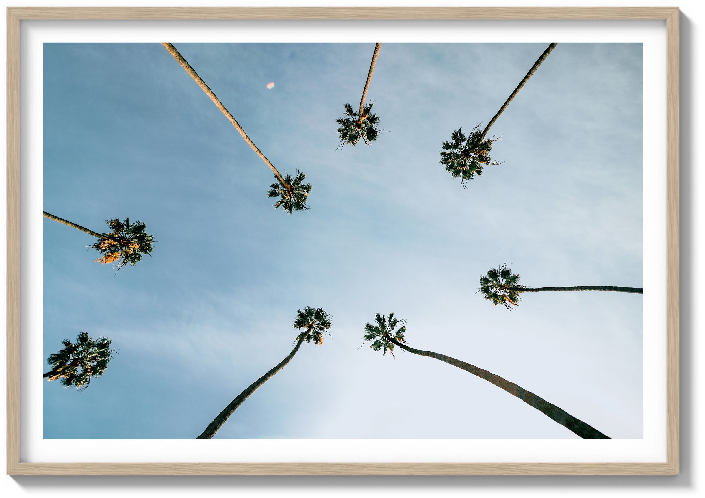 Palm Skyview