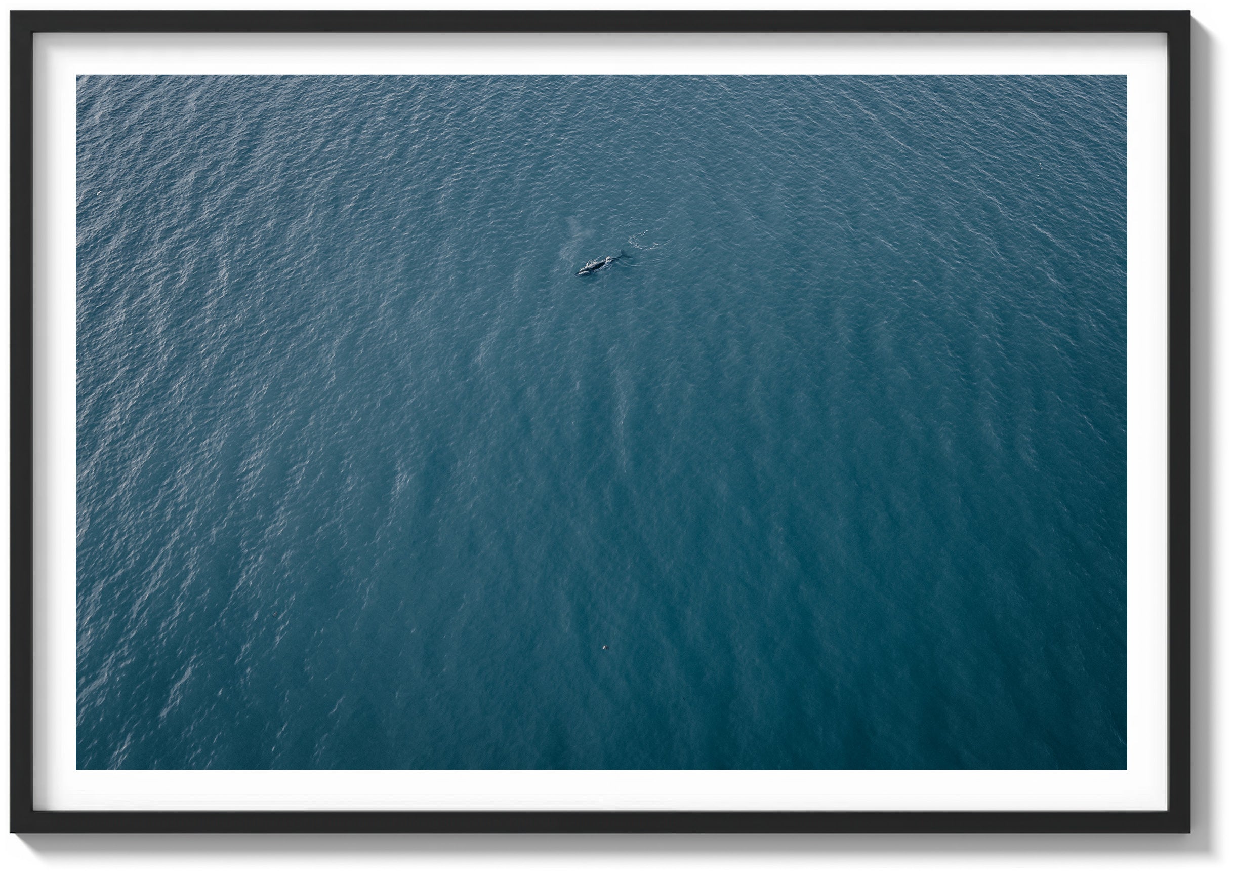Lone Whale in the Pacific