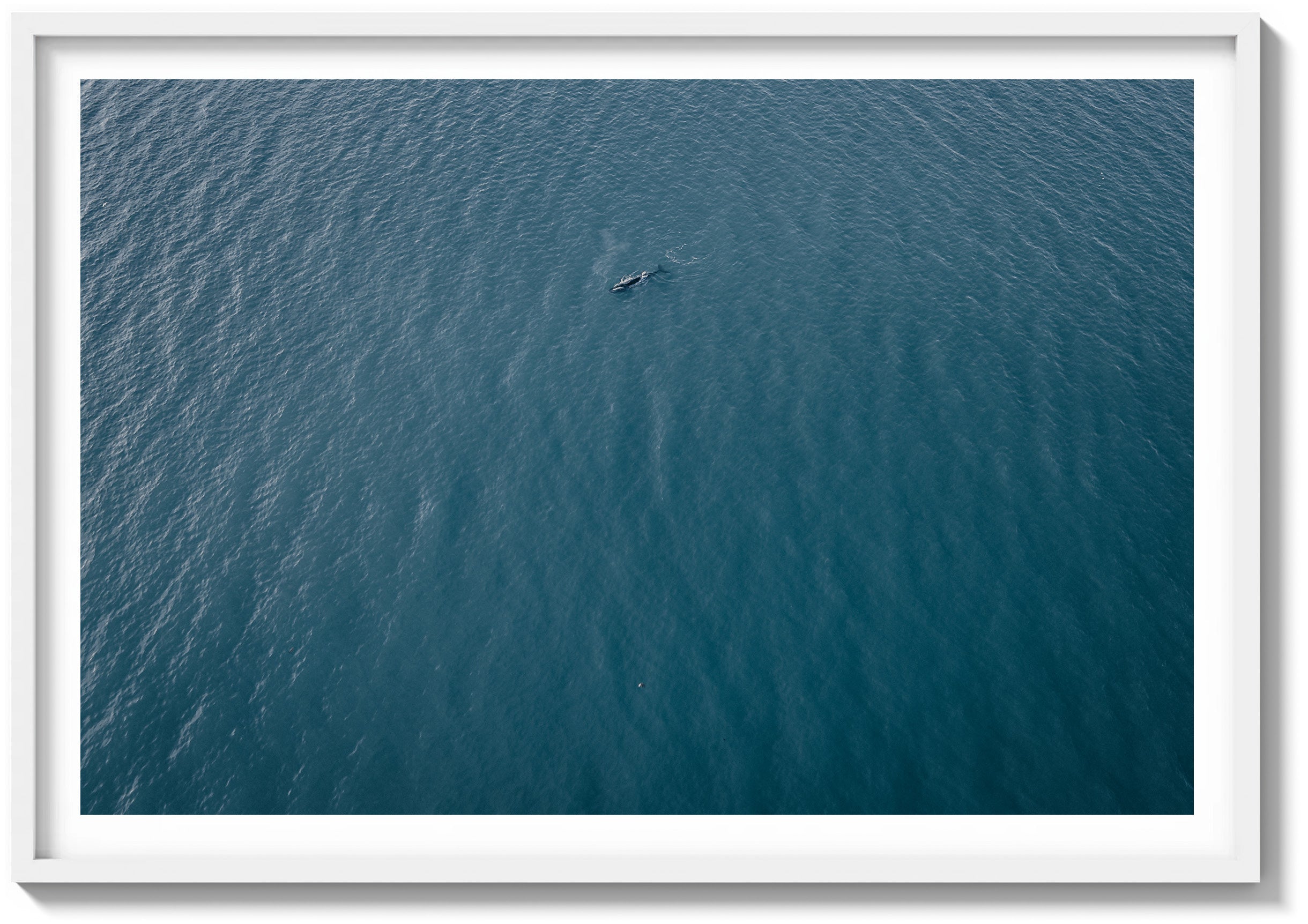 Lone Whale in the Pacific