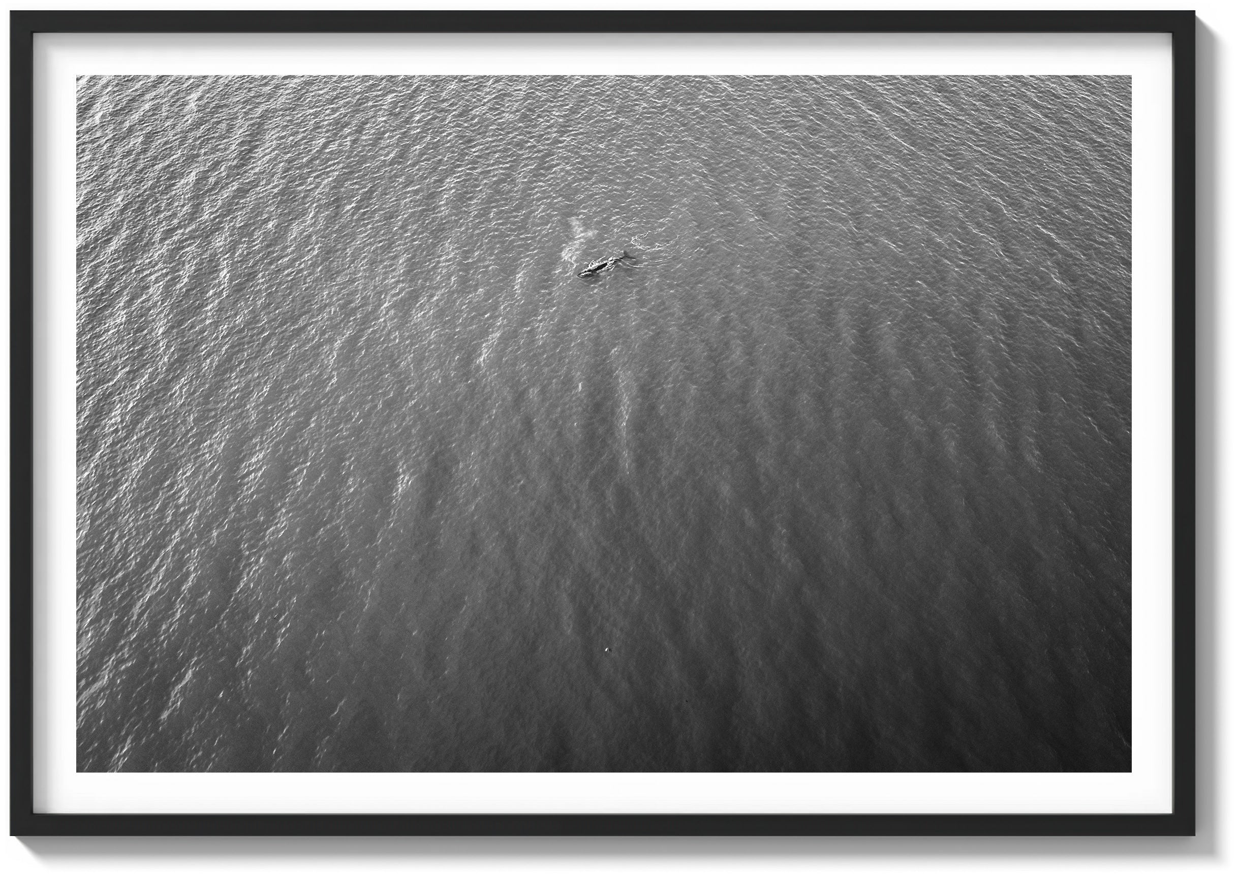 Lone Whale in the Pacific