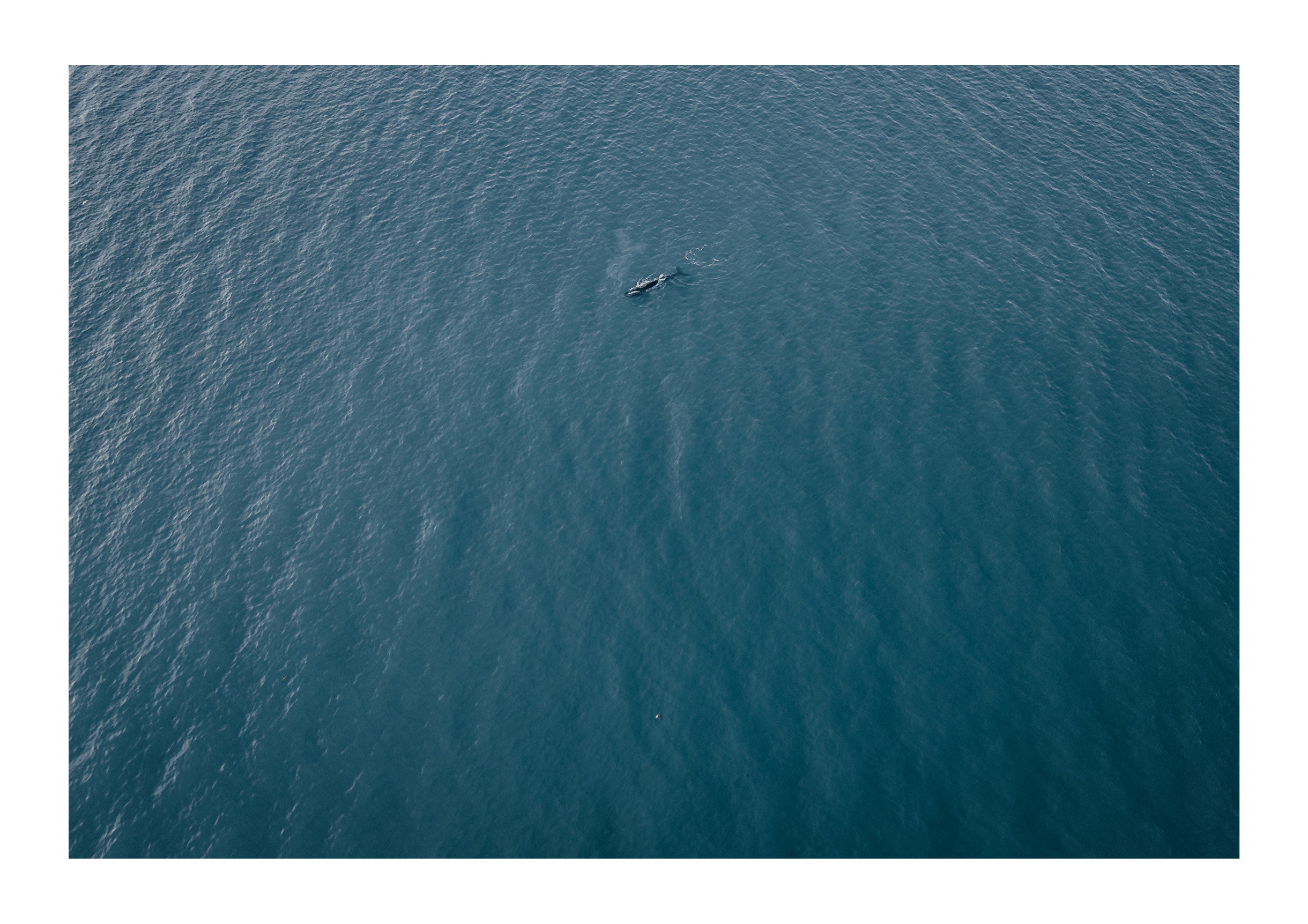 Lone Whale in the Pacific
