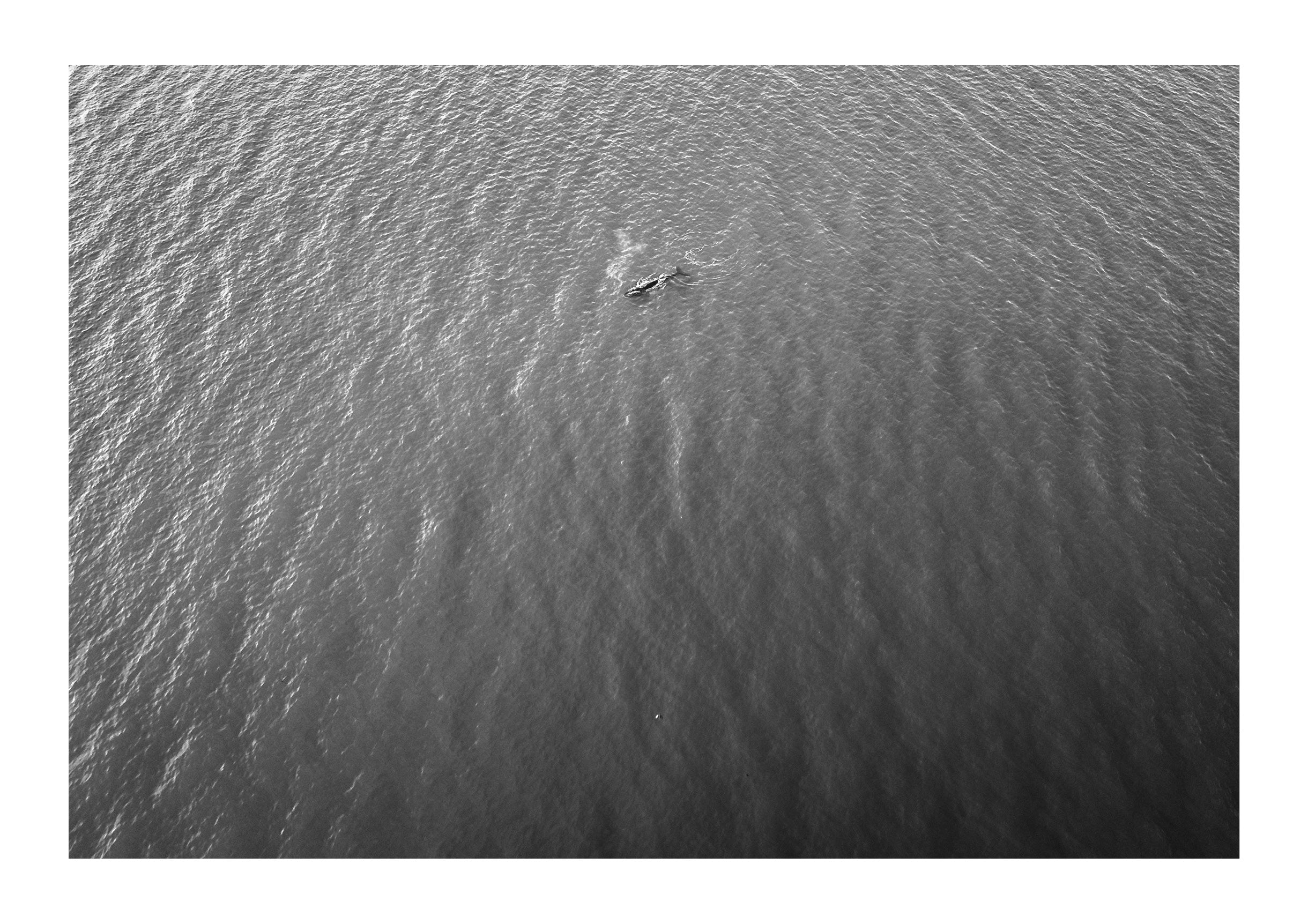 Lone Whale in the Pacific