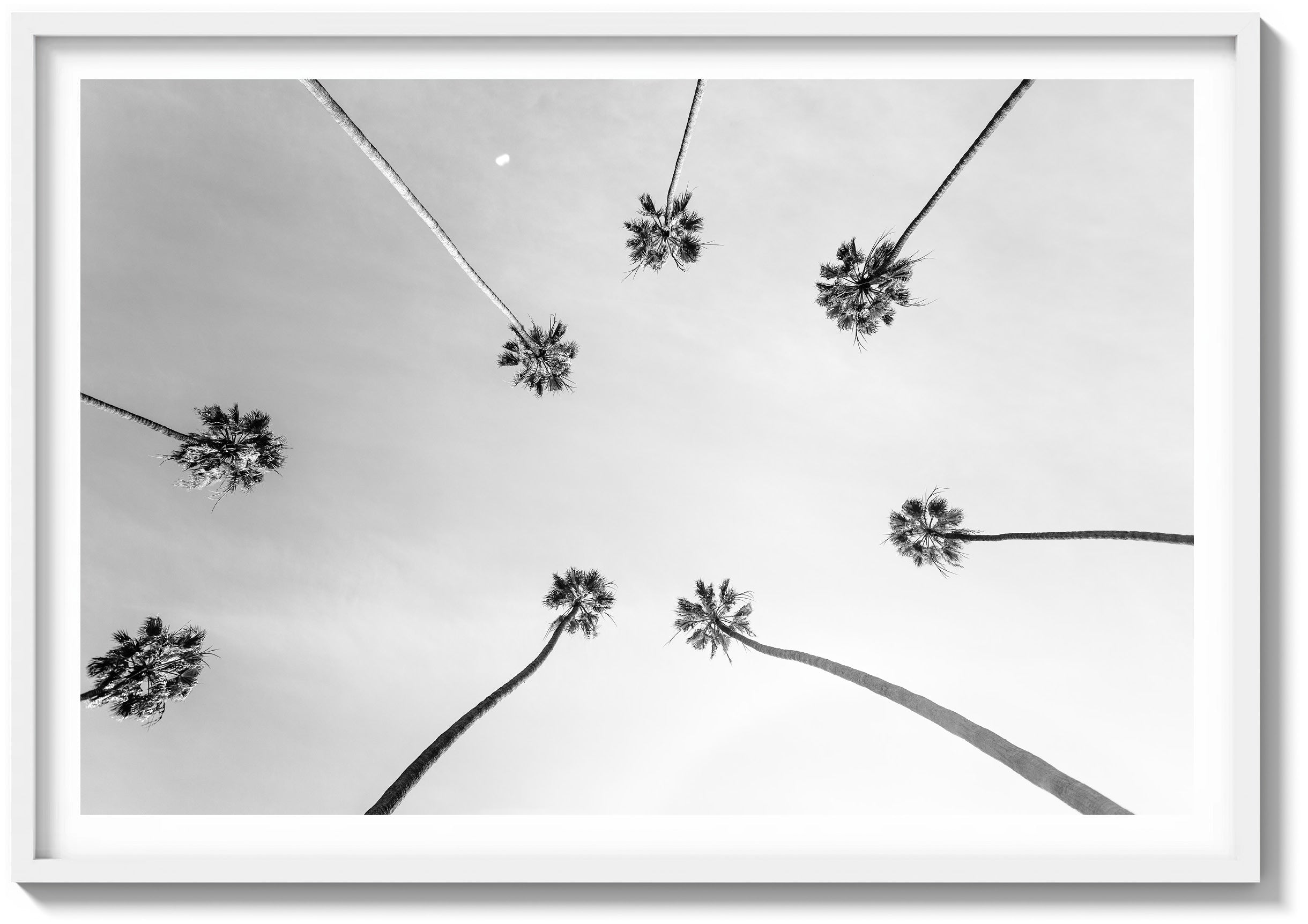 Palm Skyview