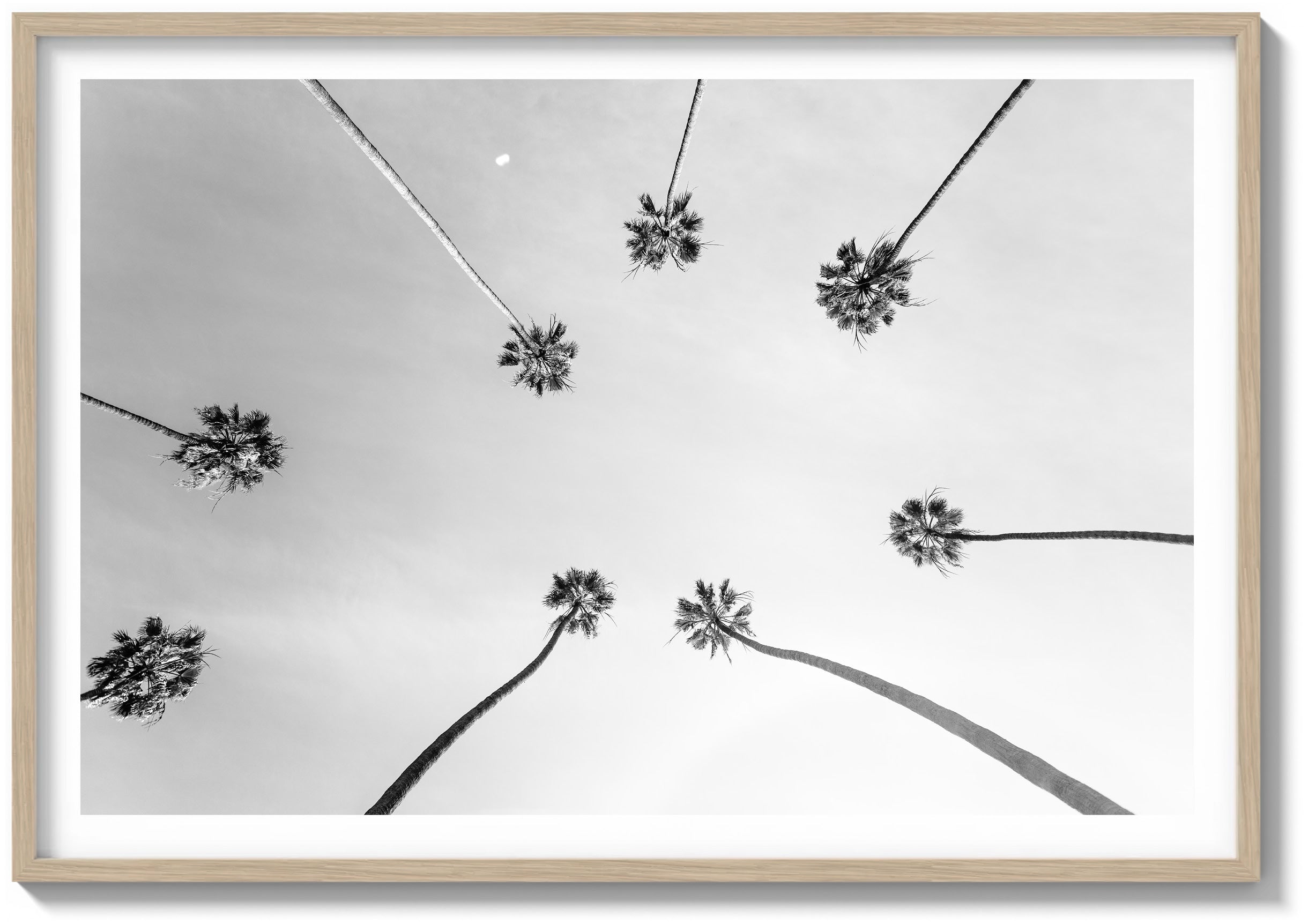 Palm Skyview