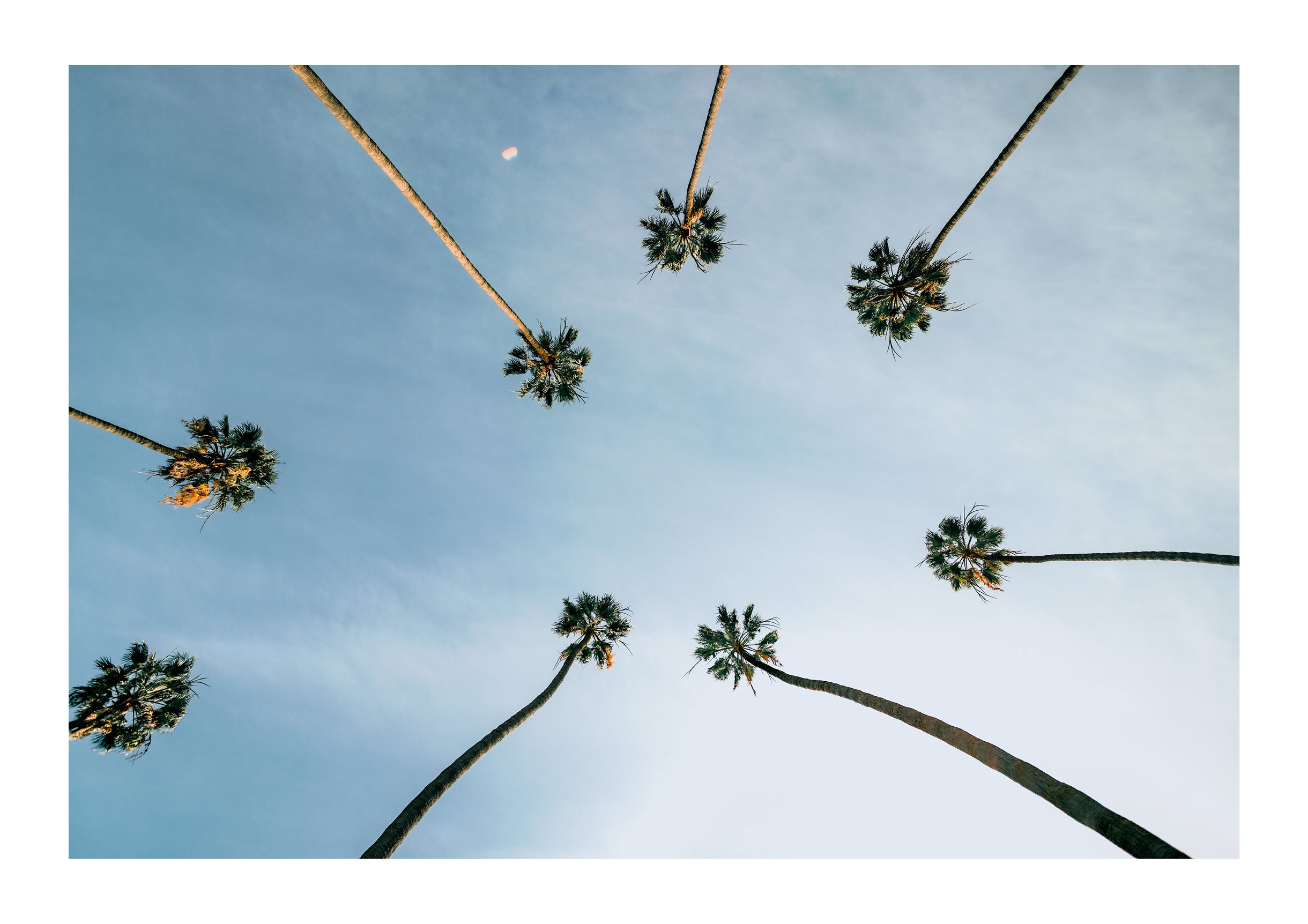 Palm Skyview