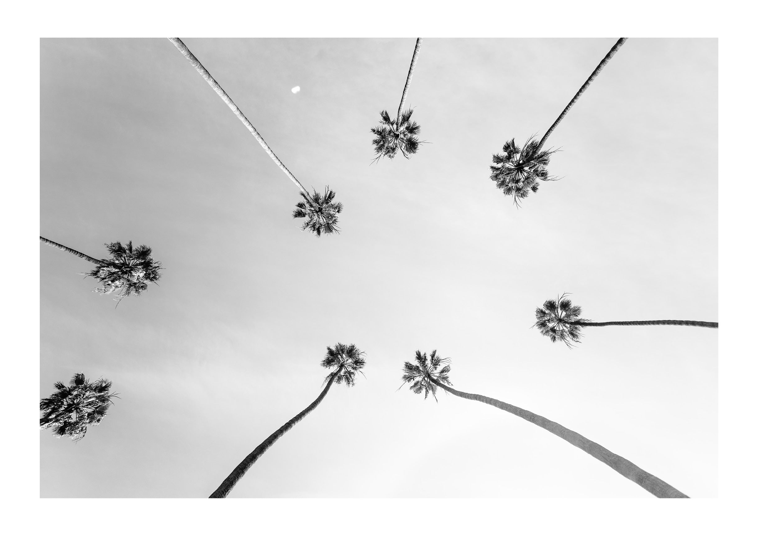 Palm Skyview