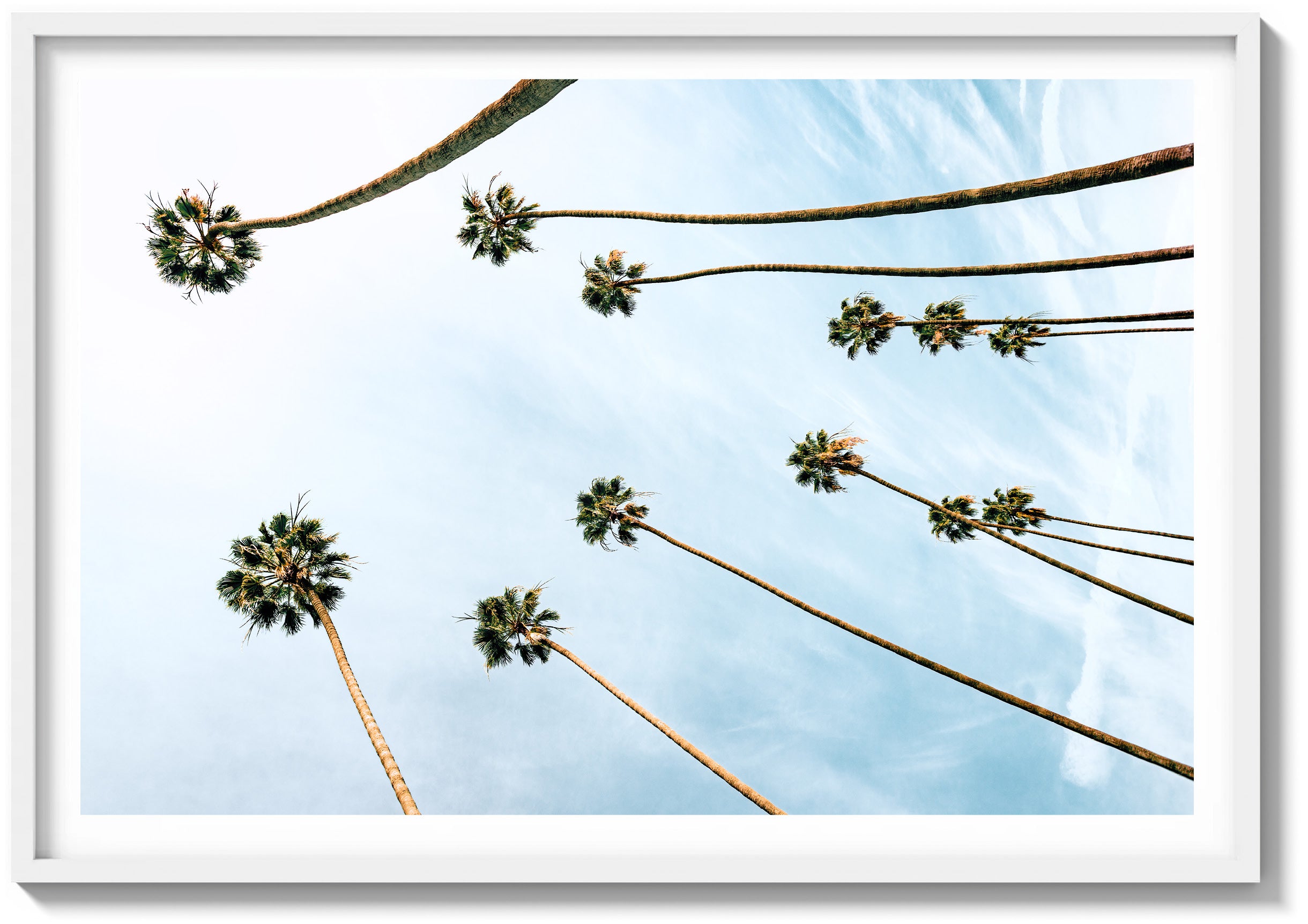 Among the Palms