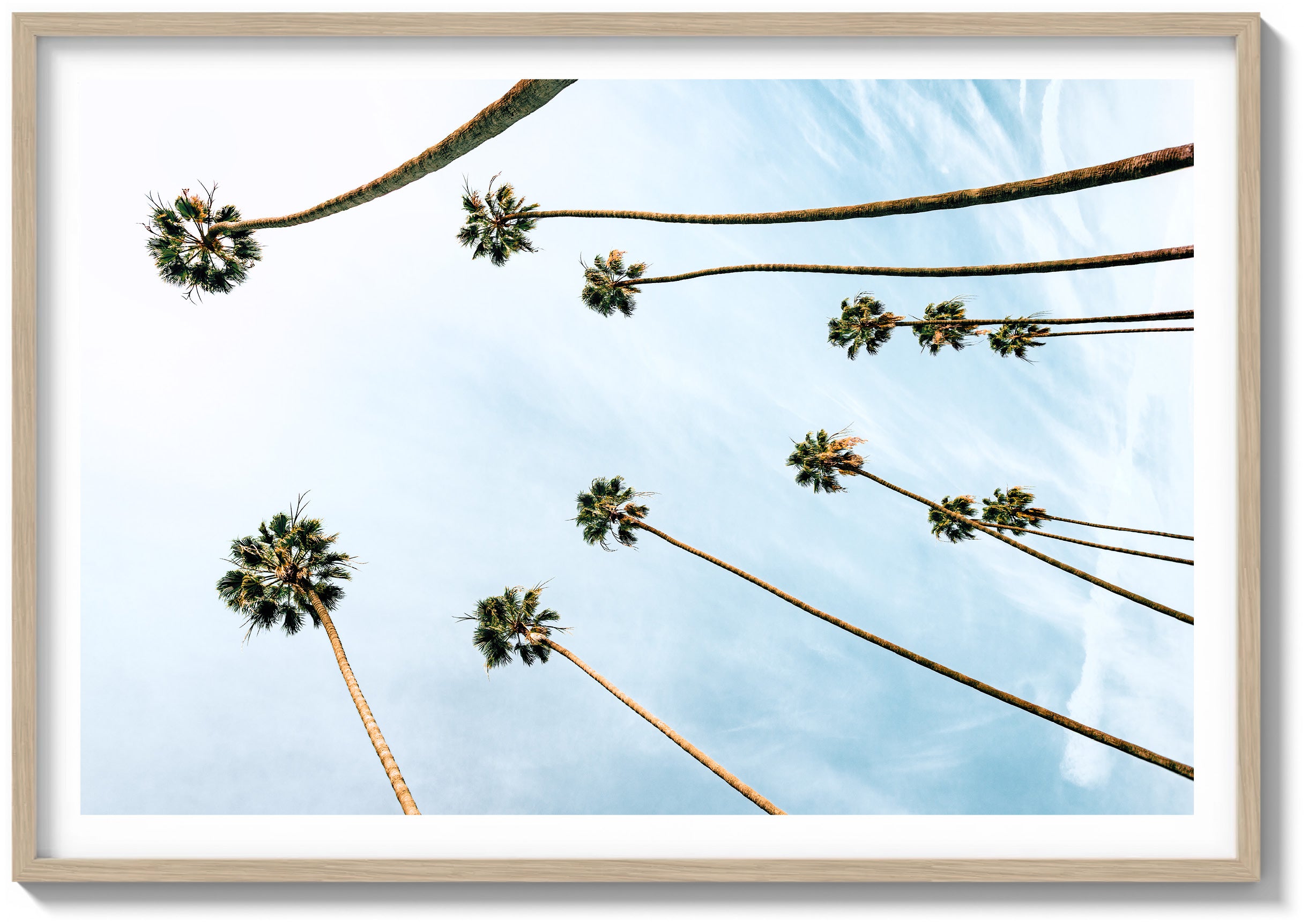 Among the Palms