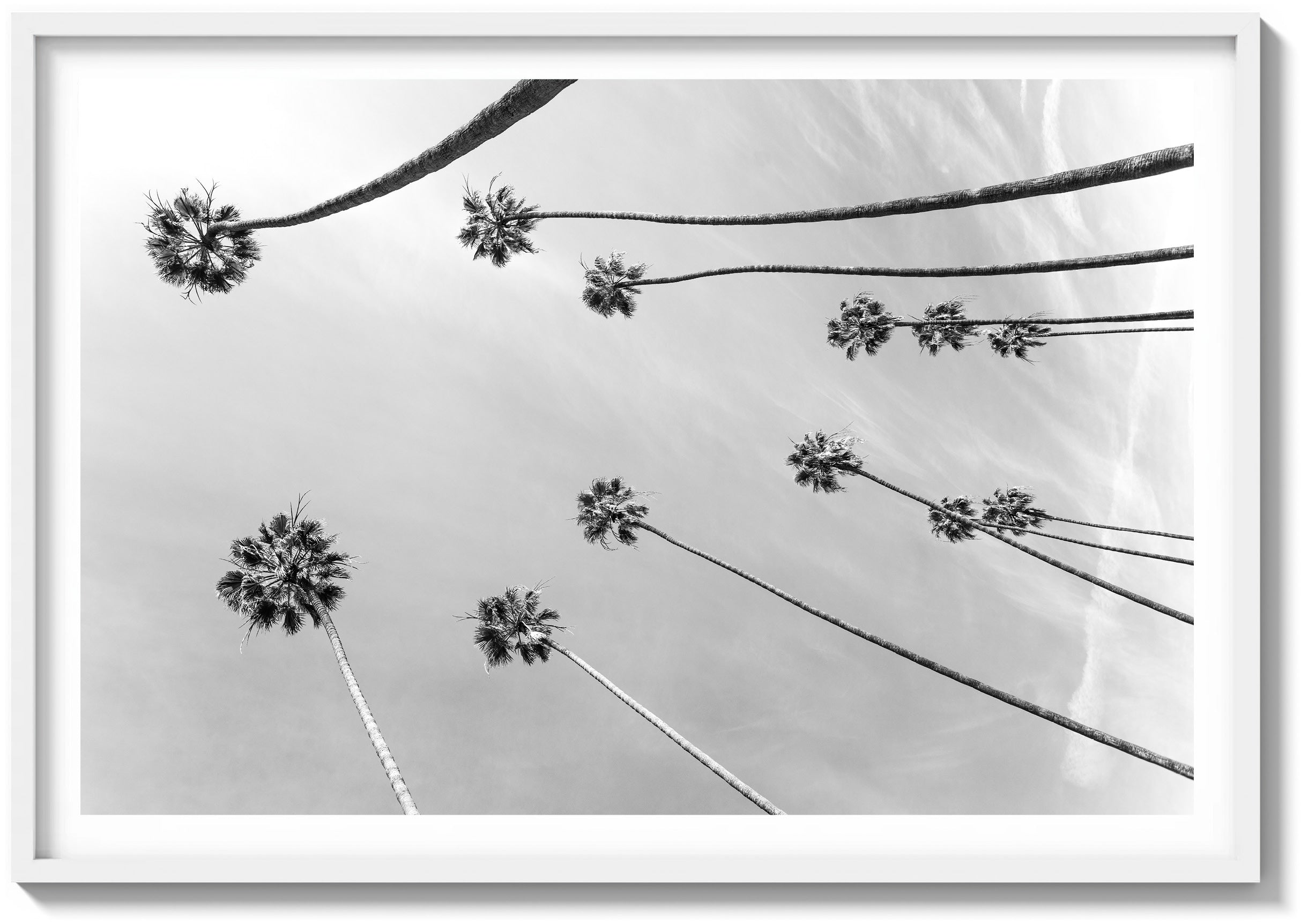 Among the Palms