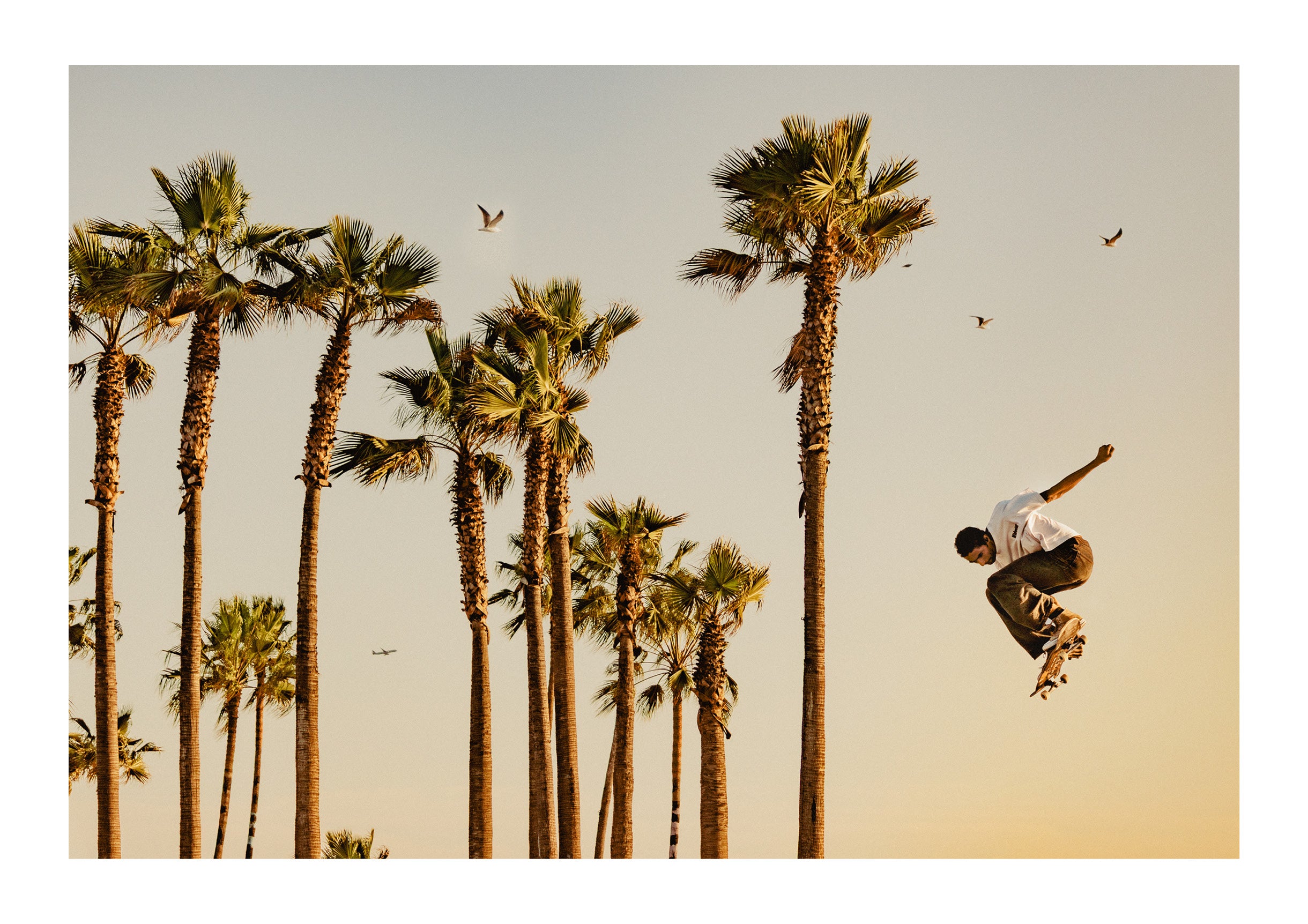Flight In The Palms