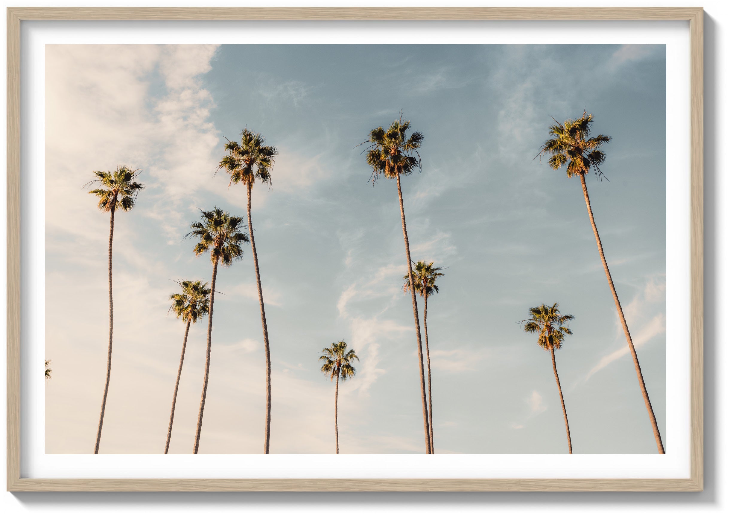 Weather Worn Palms