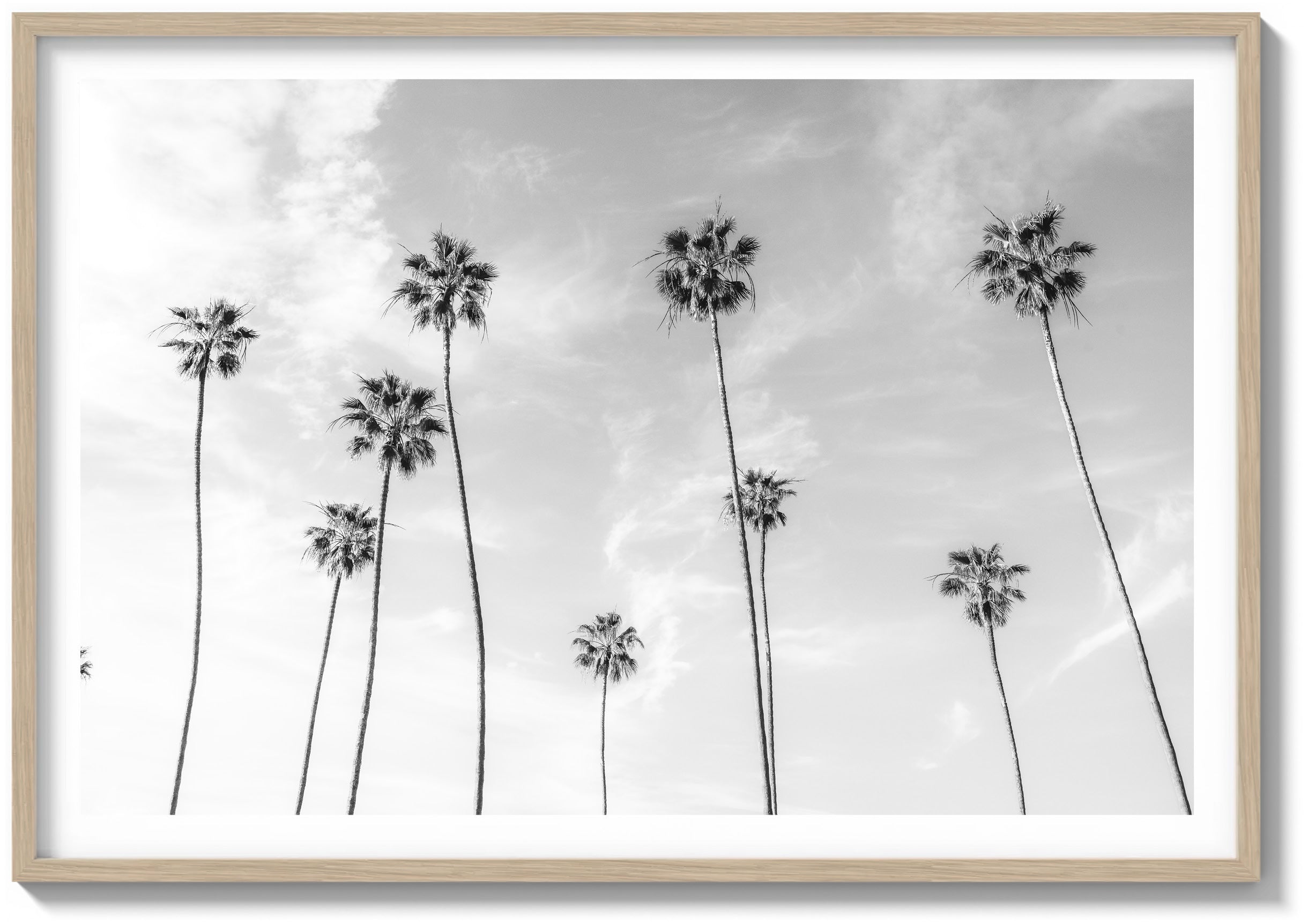 Weather Worn Palms
