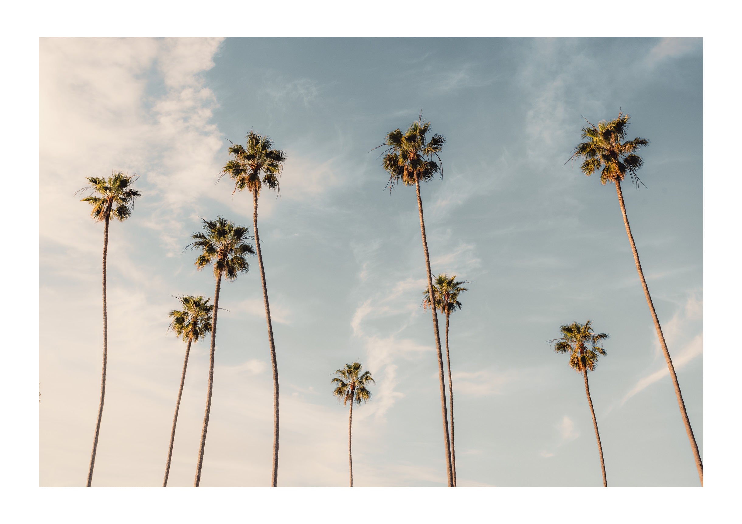 Weather Worn Palms
