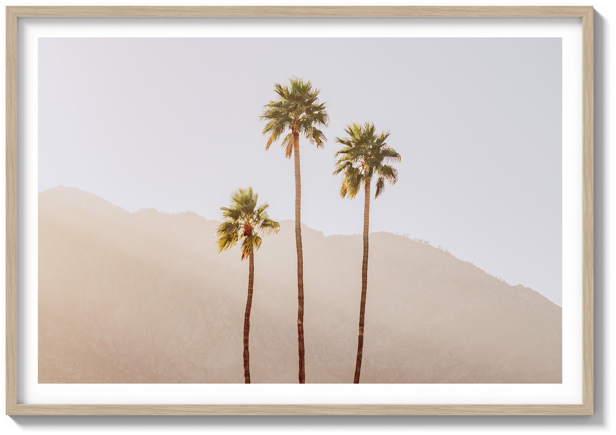 Palm Springs Palms