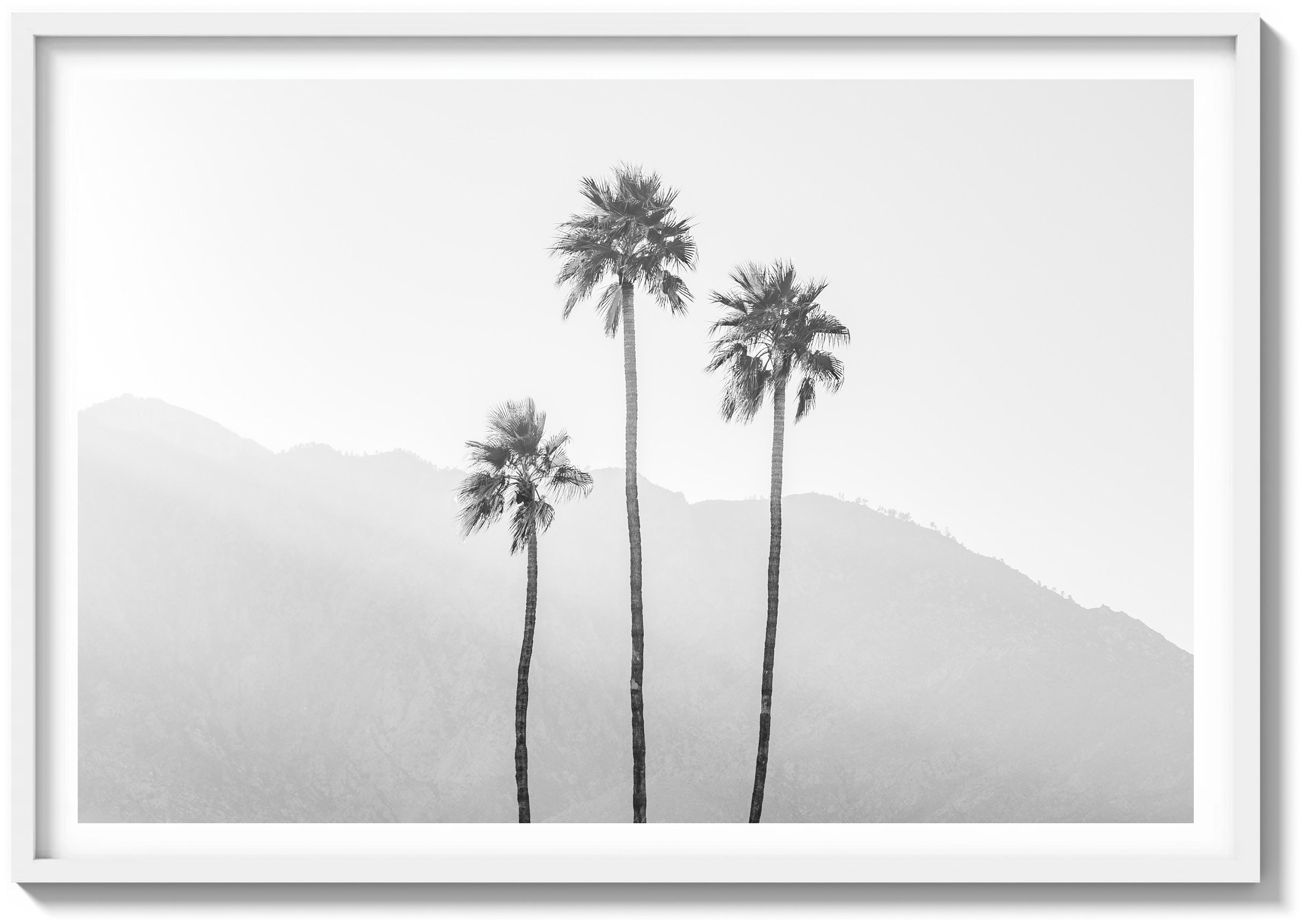 Palm Springs Palms