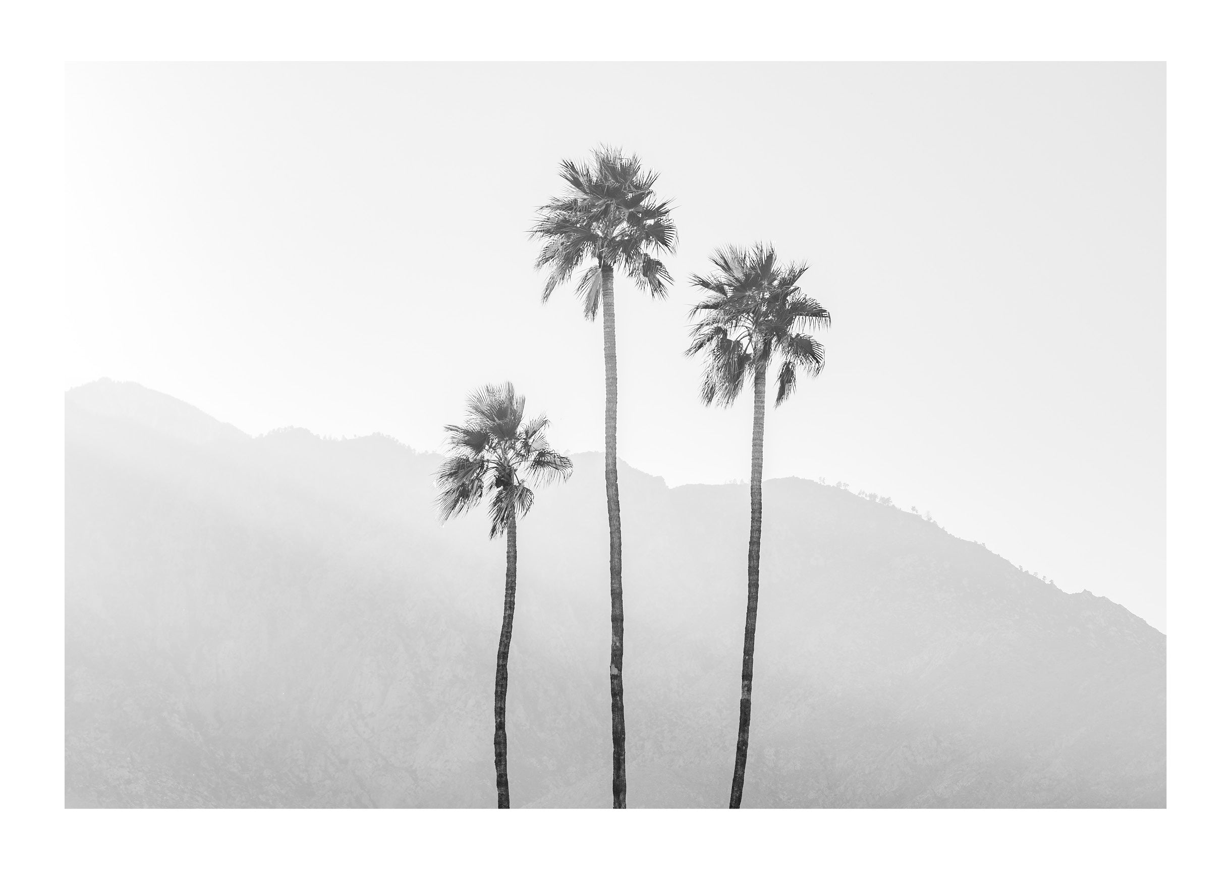 Palm Springs Palms