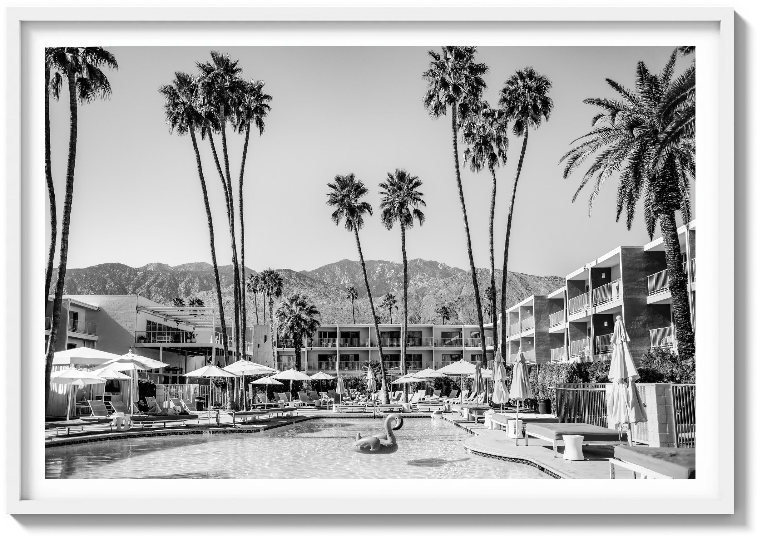 The Saguaro