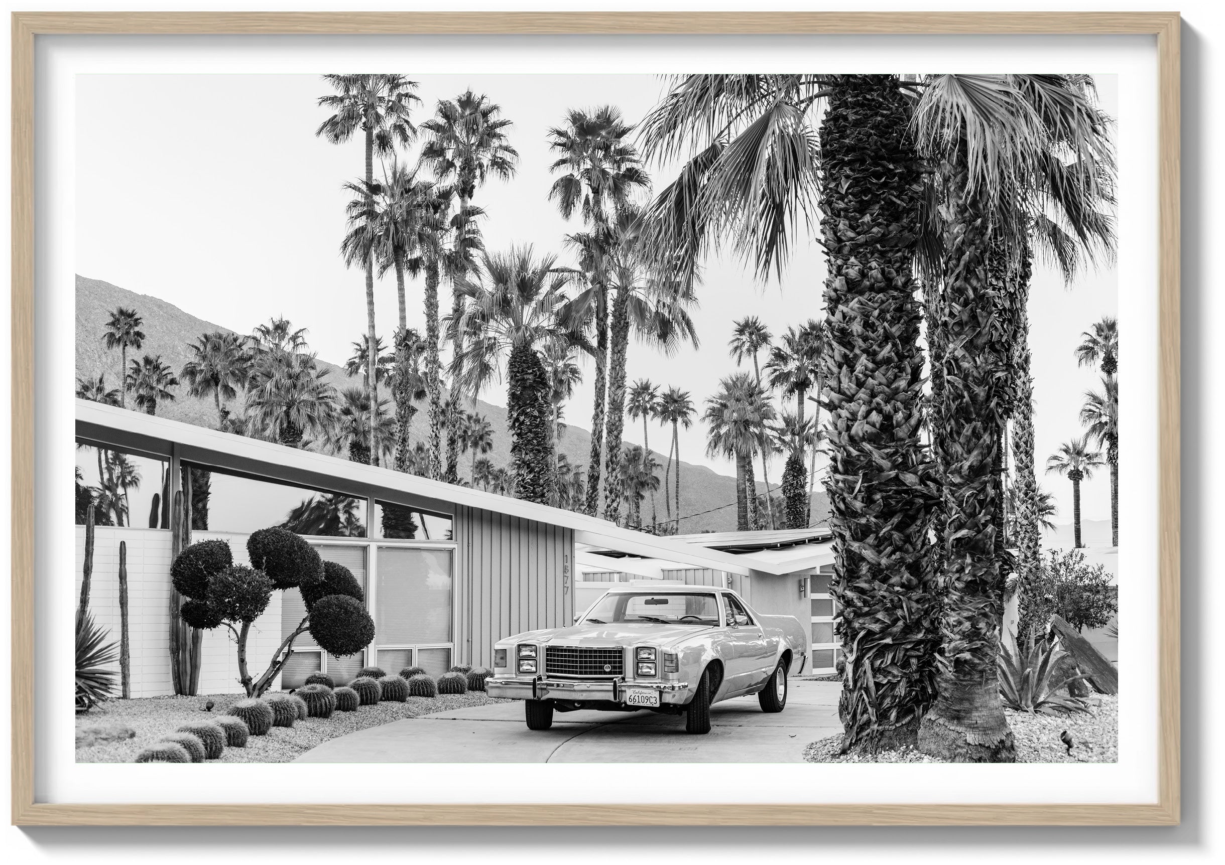 El Camino In The Desert