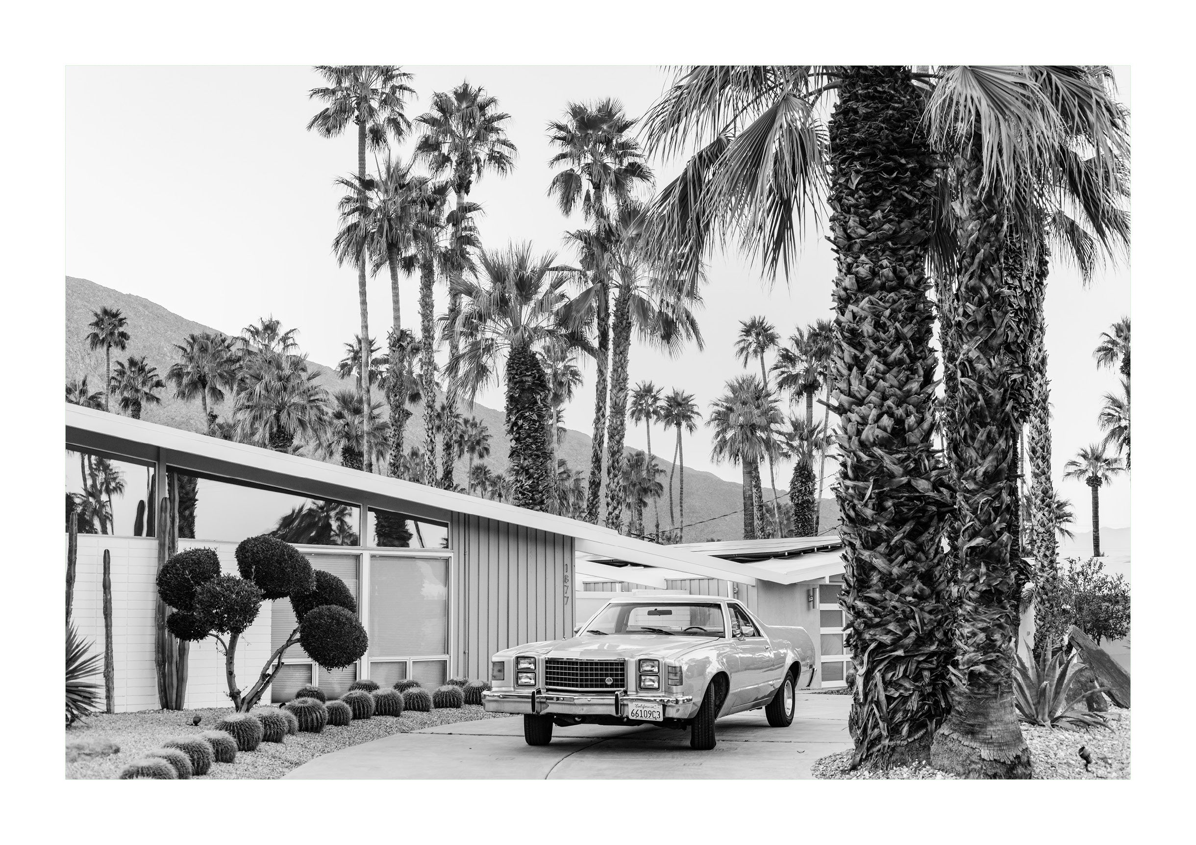 El Camino In The Desert