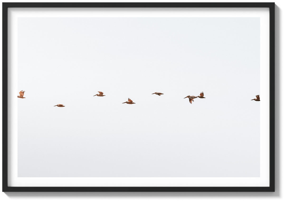 March of the Pelicans