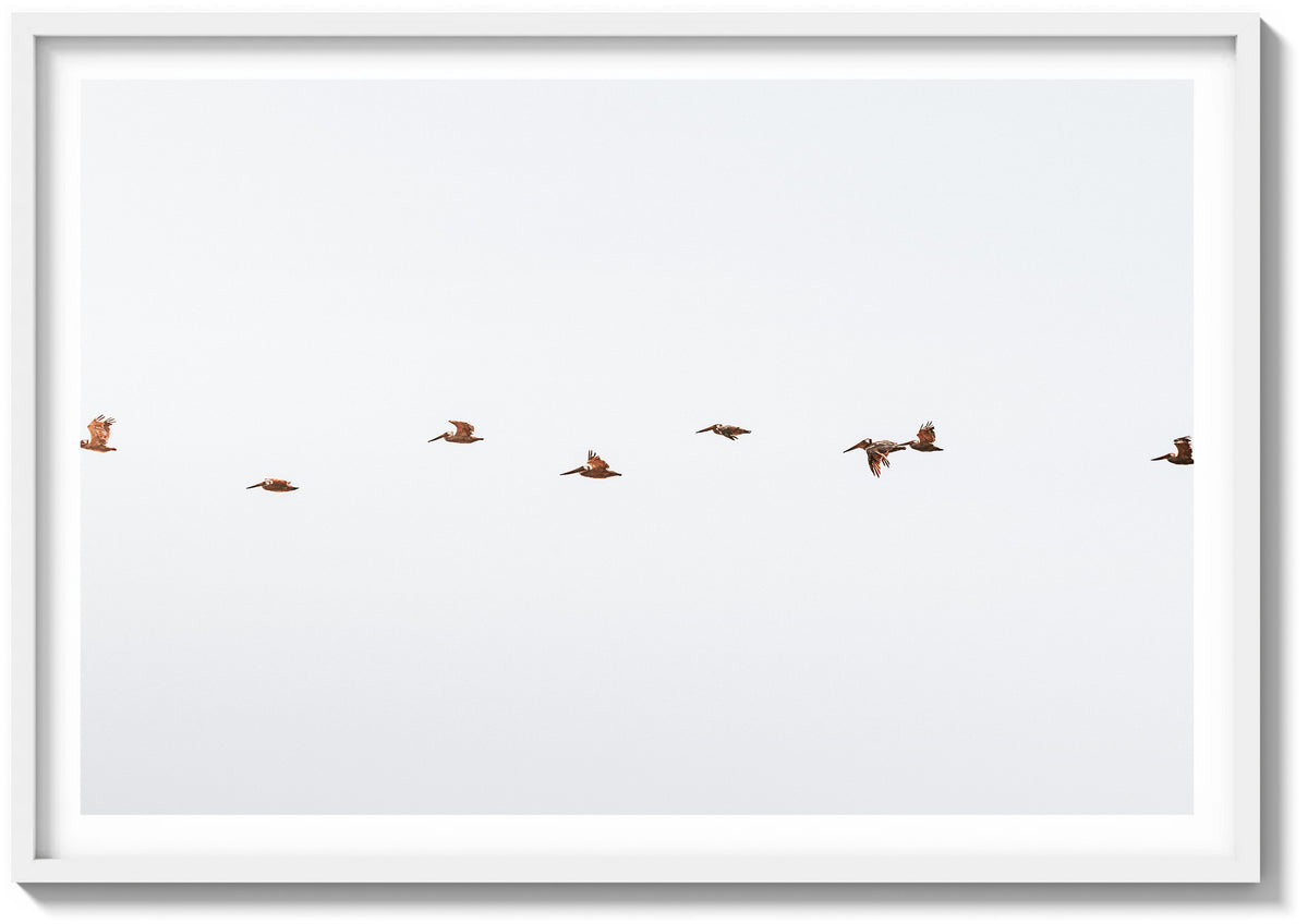 March of the Pelicans