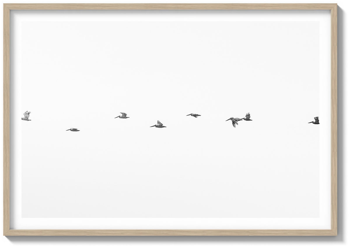 March of the Pelicans