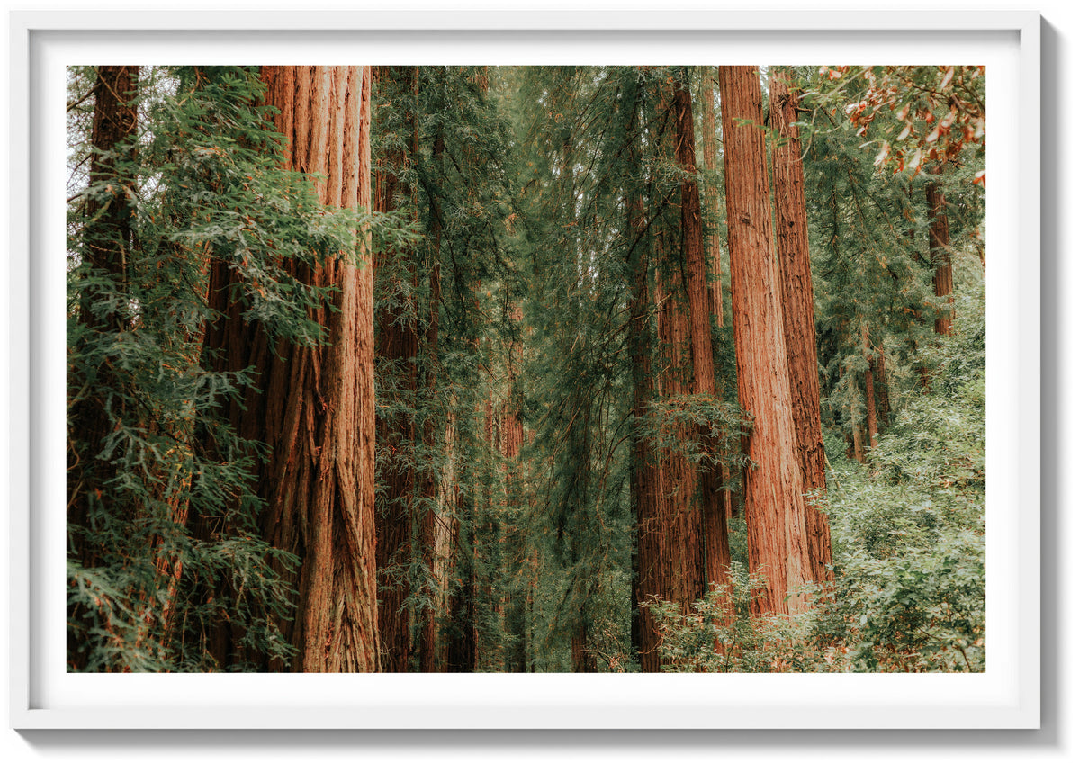 Forest Foliage
