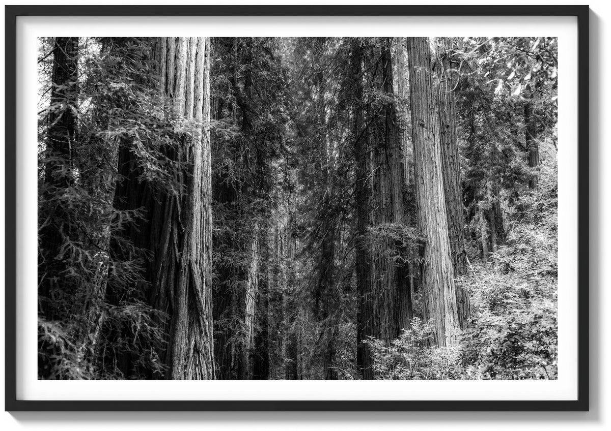 Forest Foliage