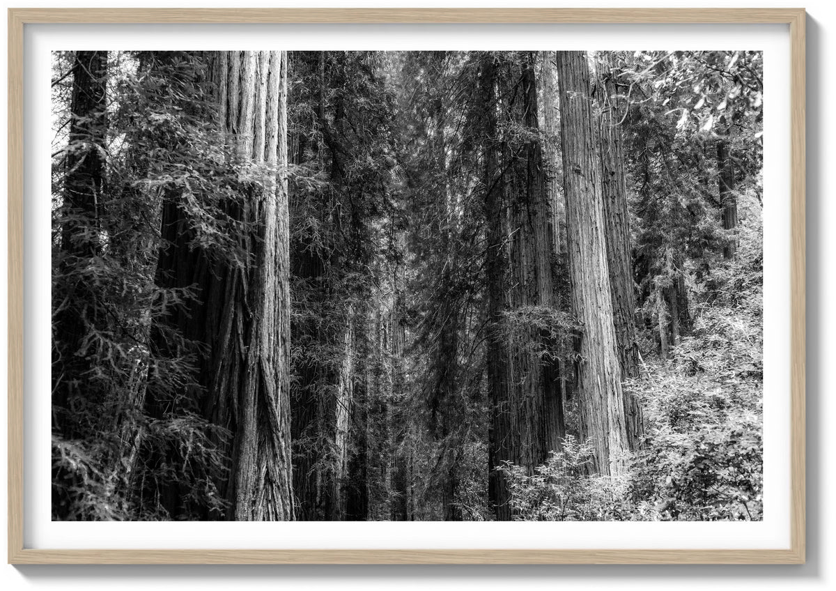 Forest Foliage