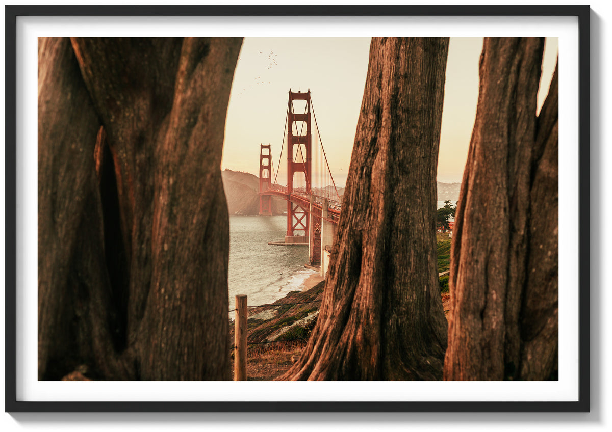 Beyond the Cypress Trees