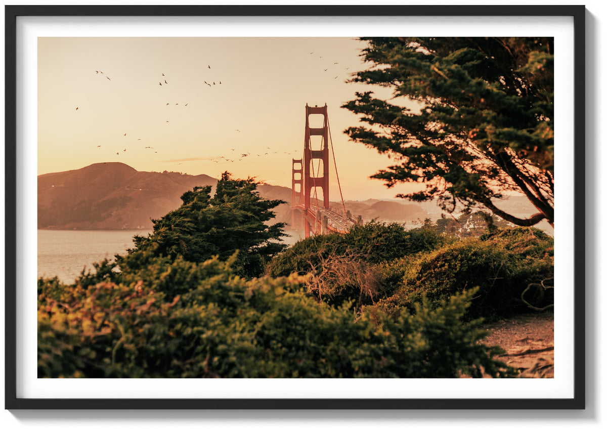 Wings Over The Bay