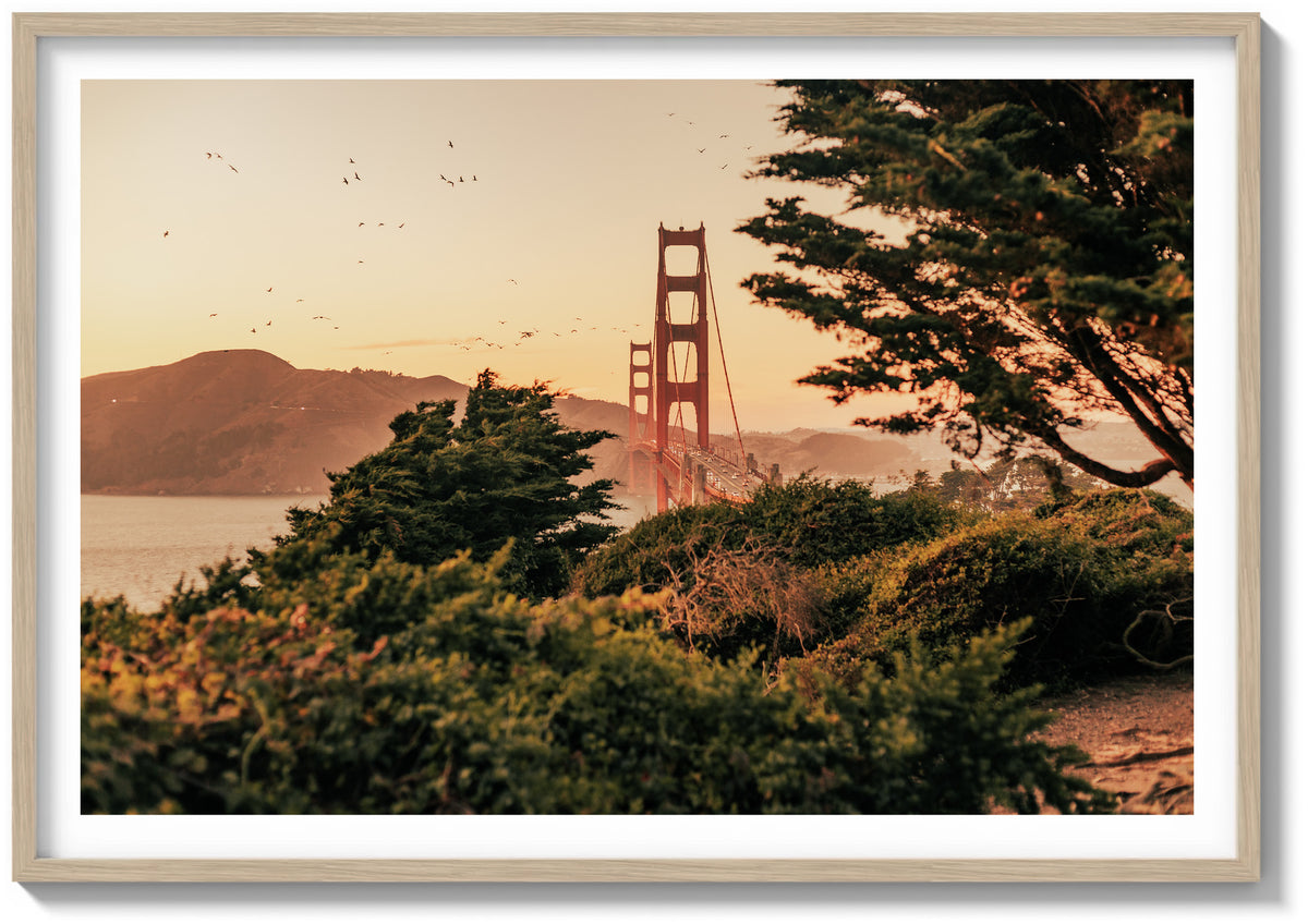 Wings Over The Bay