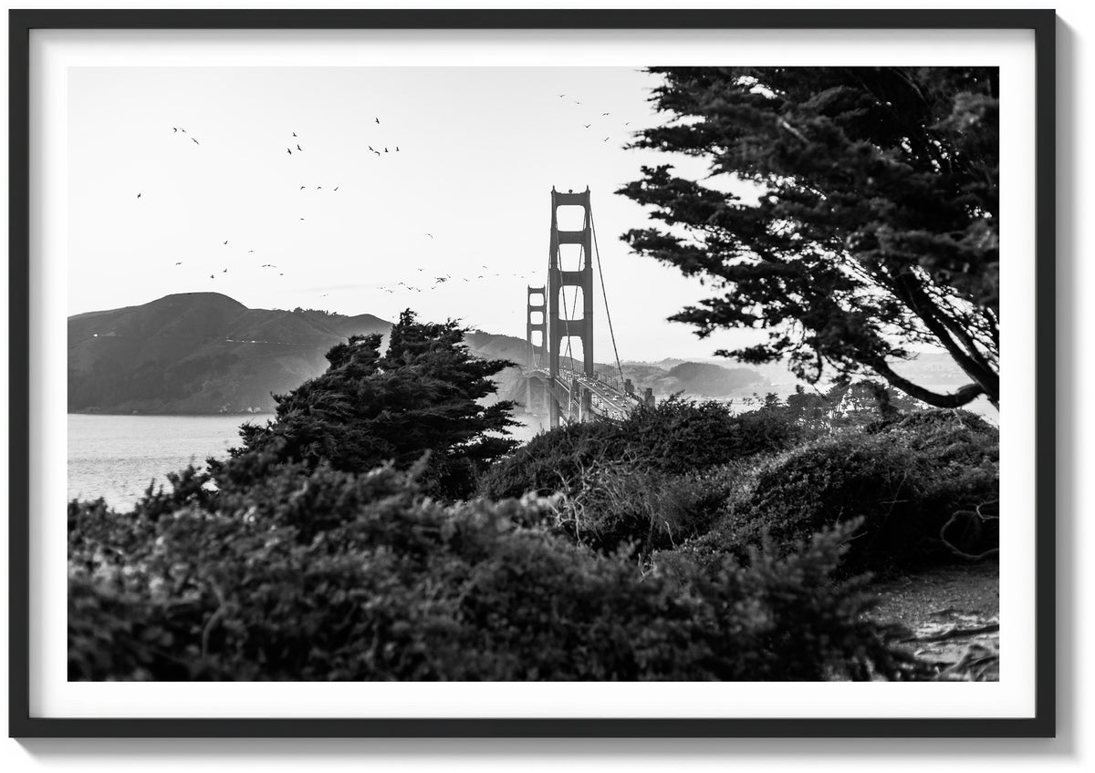 Wings Over The Bay