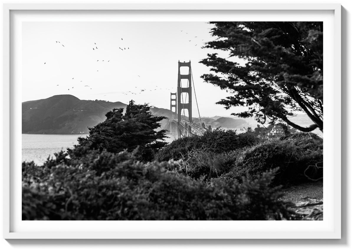 Wings Over The Bay