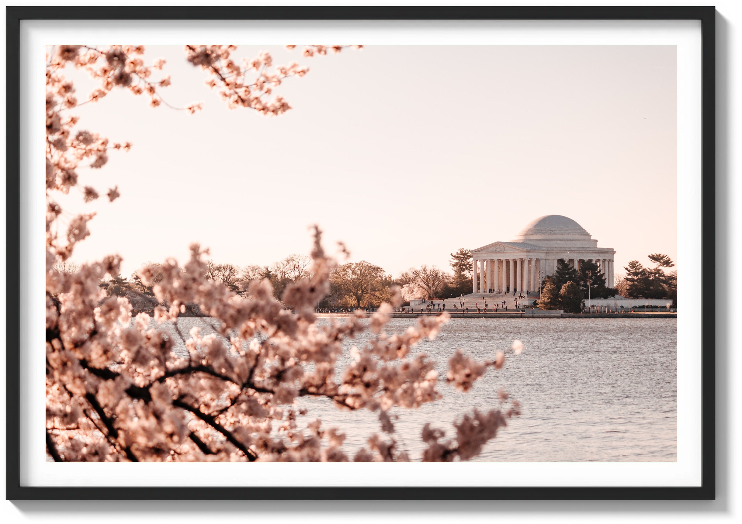Bloom at the Jefferson Memorial