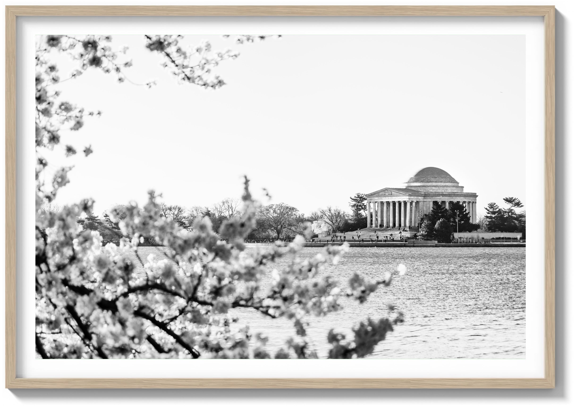 Bloom at the Jefferson Memorial