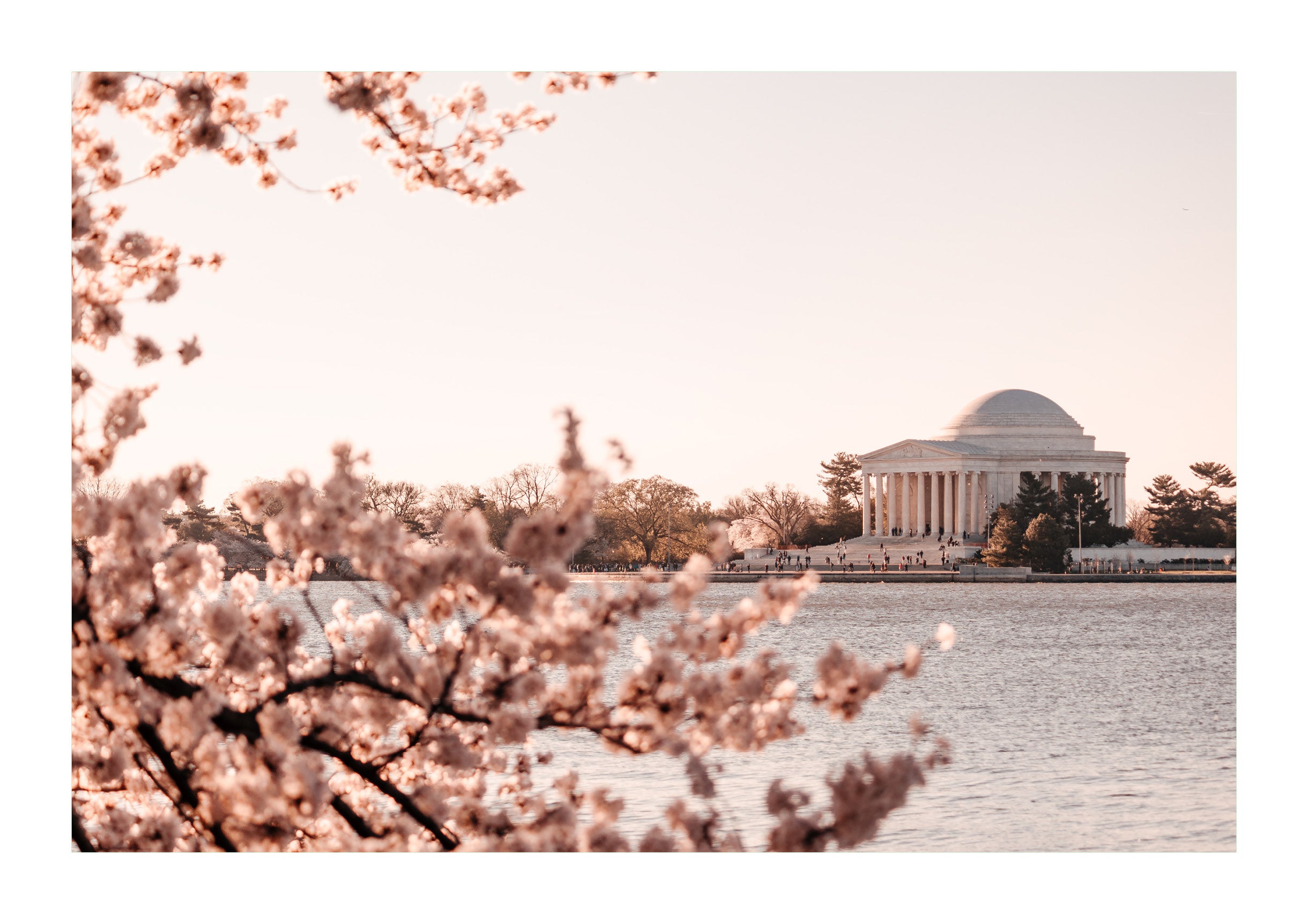 Bloom at the Jefferson Memorial
