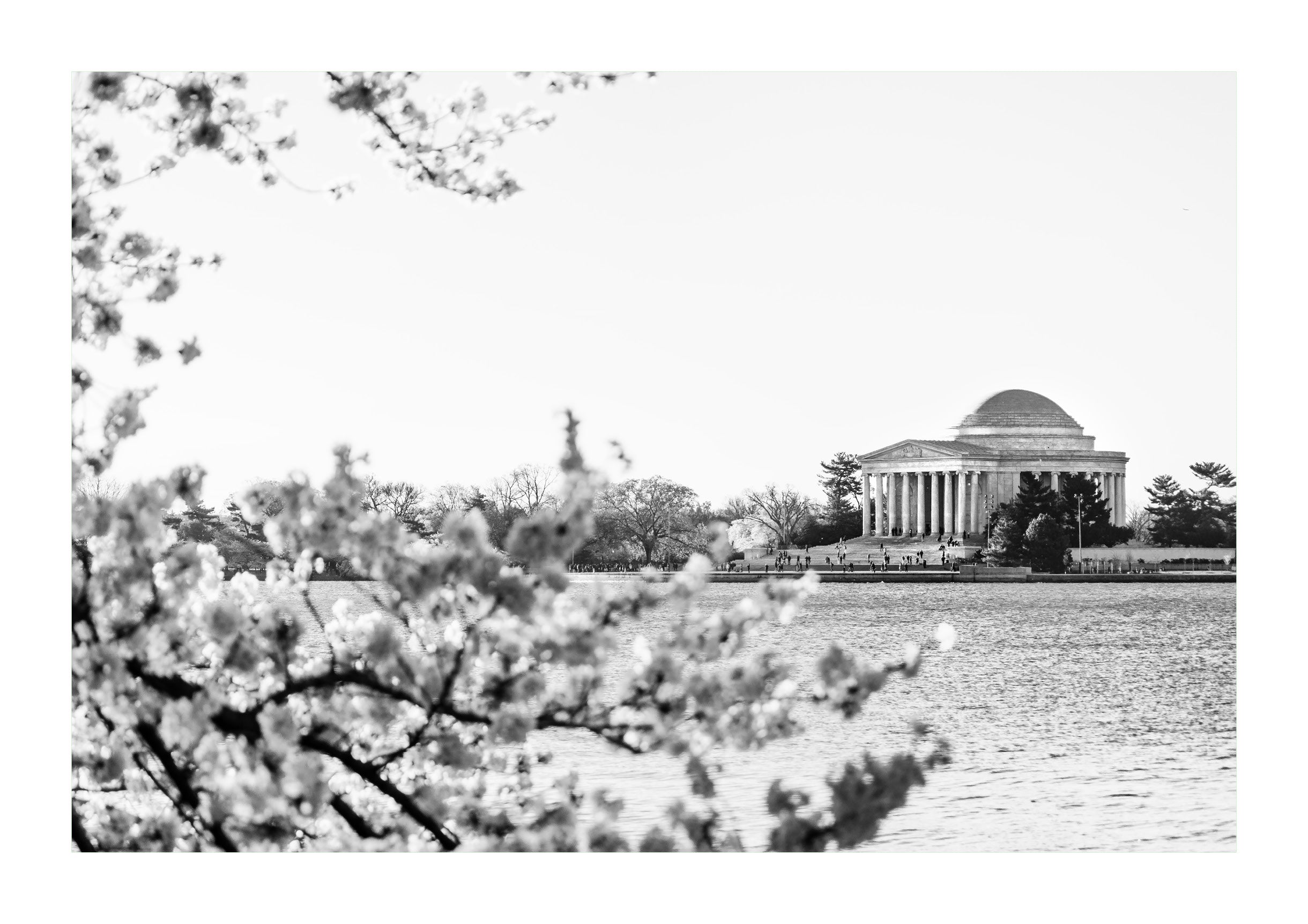 Bloom at the Jefferson Memorial