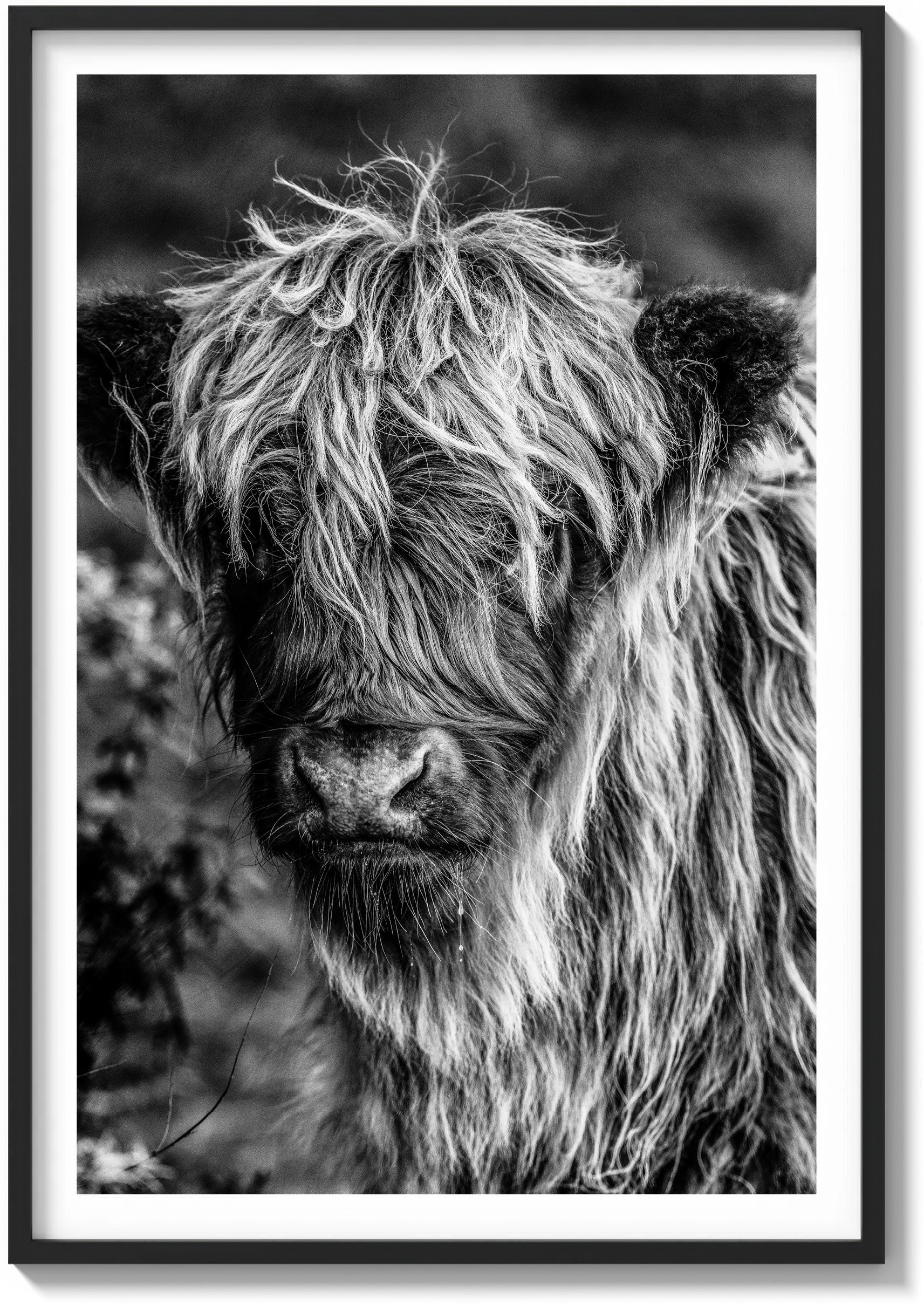 The Highland Cow