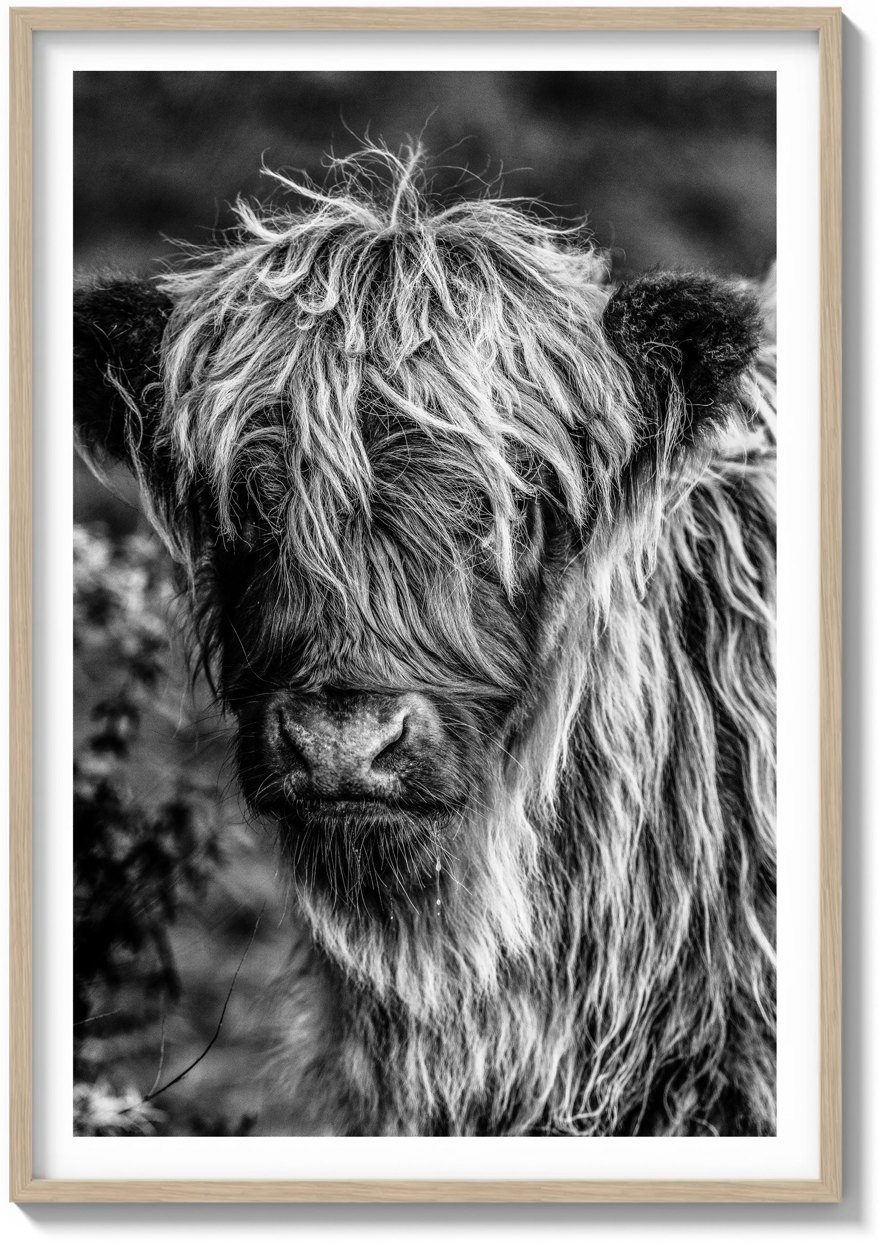 The Highland Cow