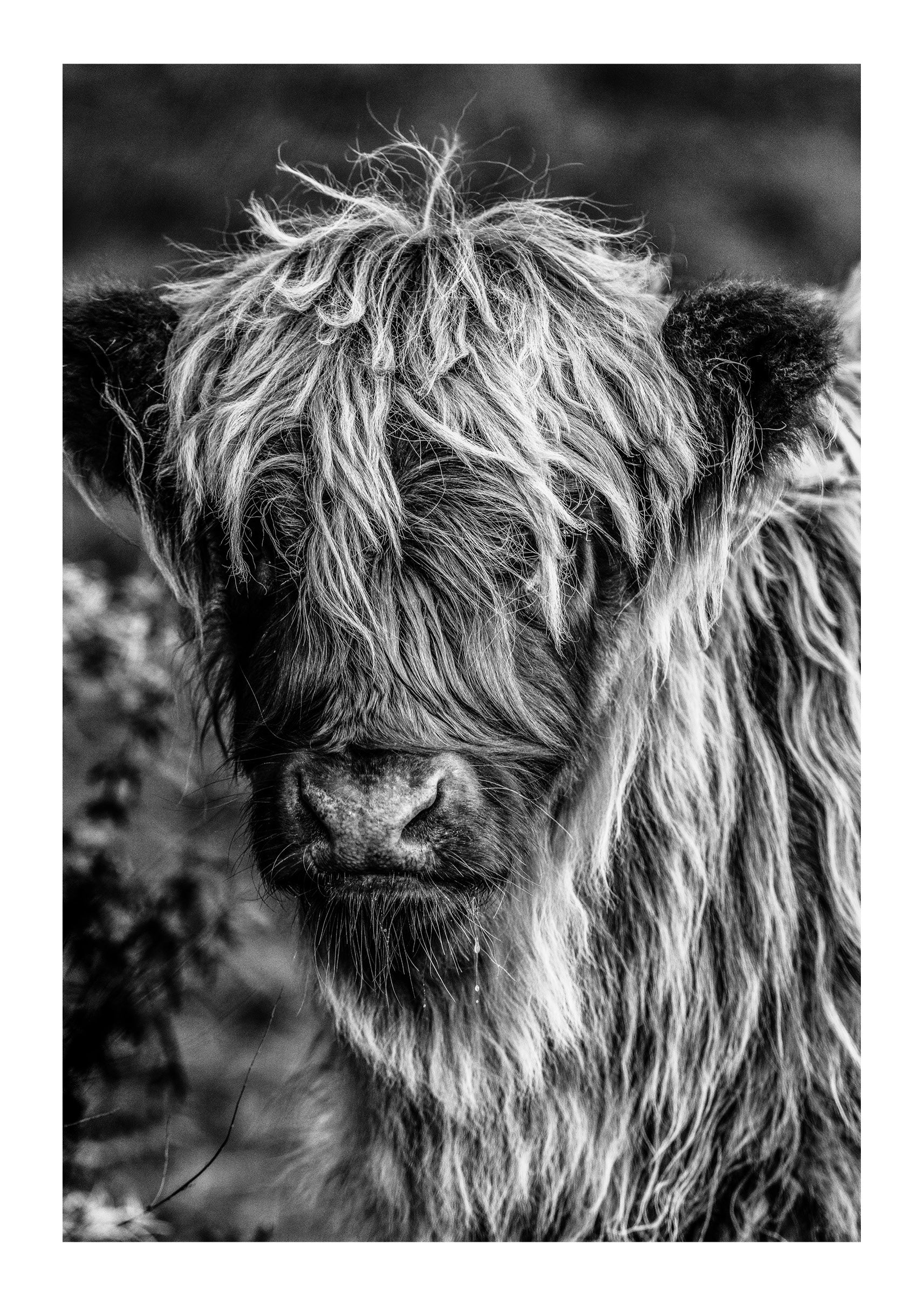 The Highland Cow