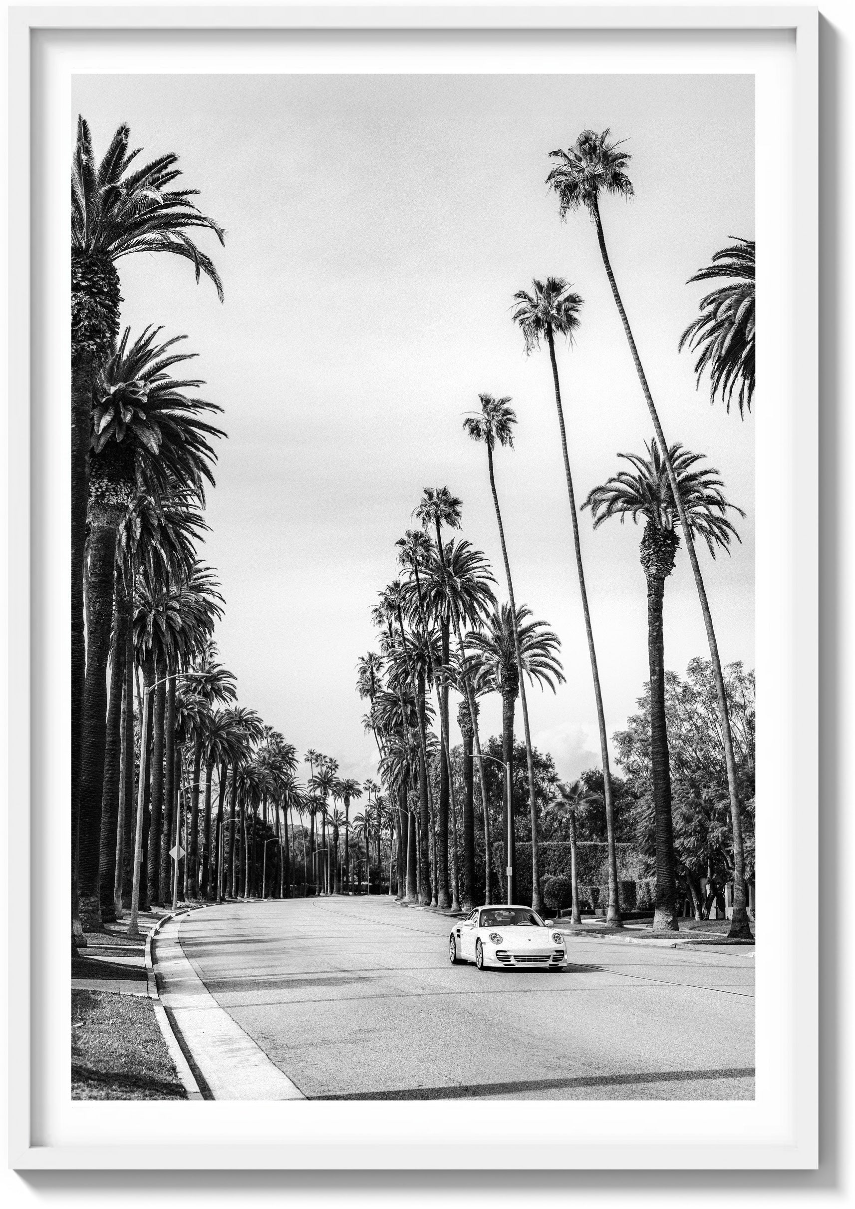 Between the Palms