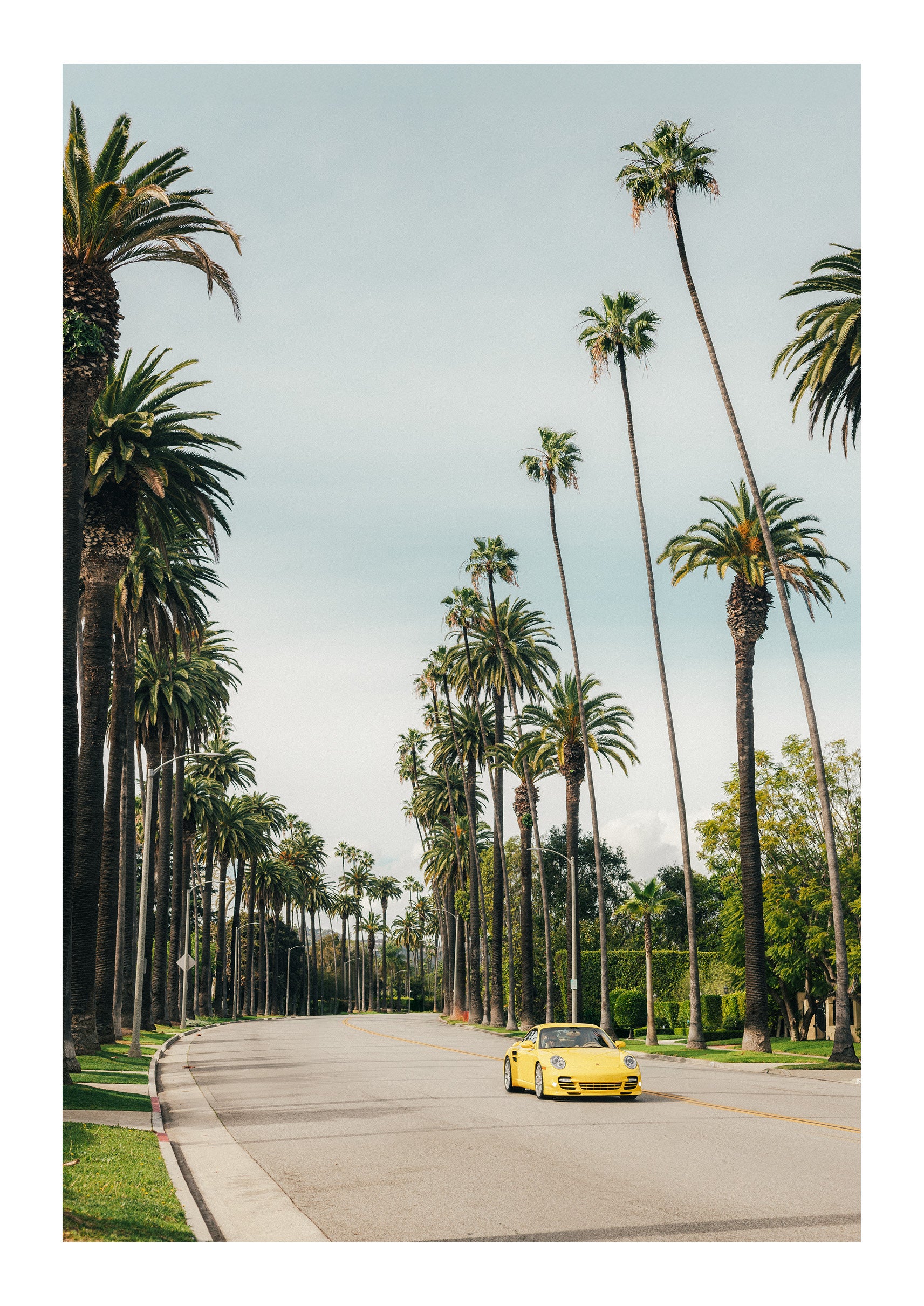 Between the Palms