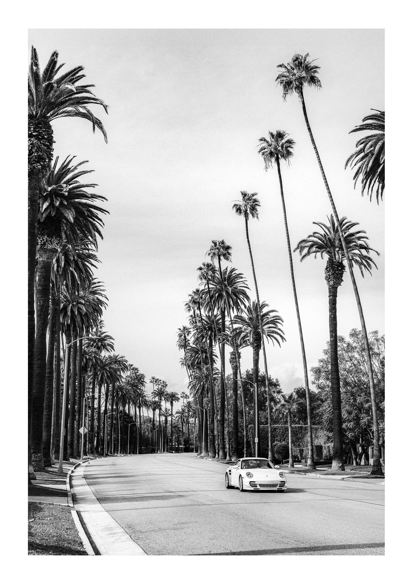 Between the Palms